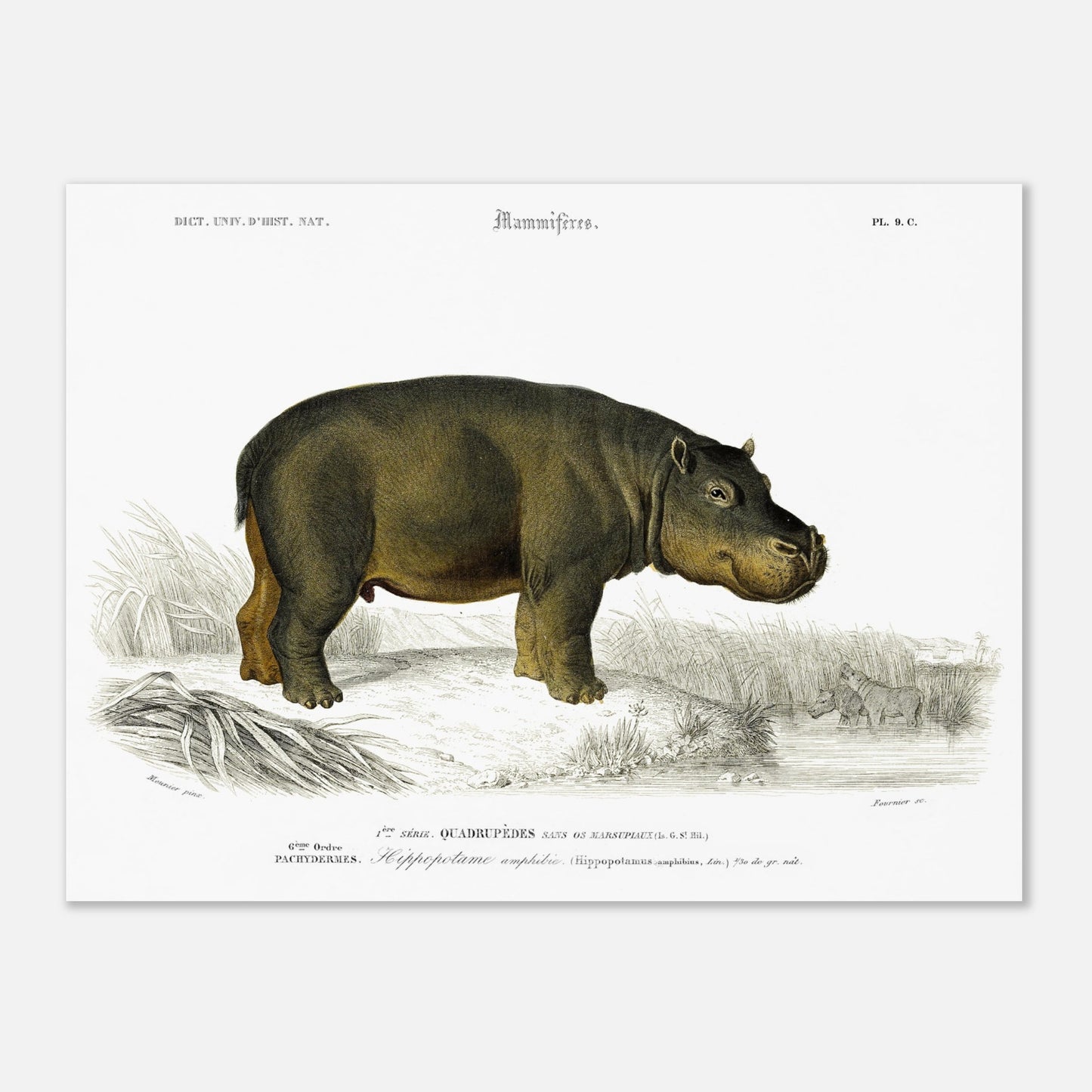 Planche naturaliste de l'Hippopotame amphibie - Charles d'Orbigny (30x40 cm). Illustration naturaliste ancienne d'un hippopotame amphibie se tenant au bord de l'eau, avec en arrière-plan un paysage de roseaux et d'autres hippopotames dans l'eau.