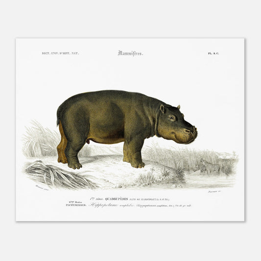 Planche naturaliste de l'Hippopotame amphibie - Charles d'Orbigny (40x50 cm). Illustration naturaliste ancienne d'un hippopotame amphibie se tenant au bord de l'eau, avec en arrière-plan un paysage de roseaux et d'autres hippopotames dans l'eau.