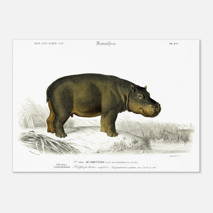 Planche naturaliste de l'Hippopotame amphibie - Charles d'Orbigny (42x59,4 cm (A2)). Illustration naturaliste ancienne d'un hippopotame amphibie se tenant au bord de l'eau, avec en arrière-plan un paysage de roseaux et d'autres hippopotames dans l'eau.