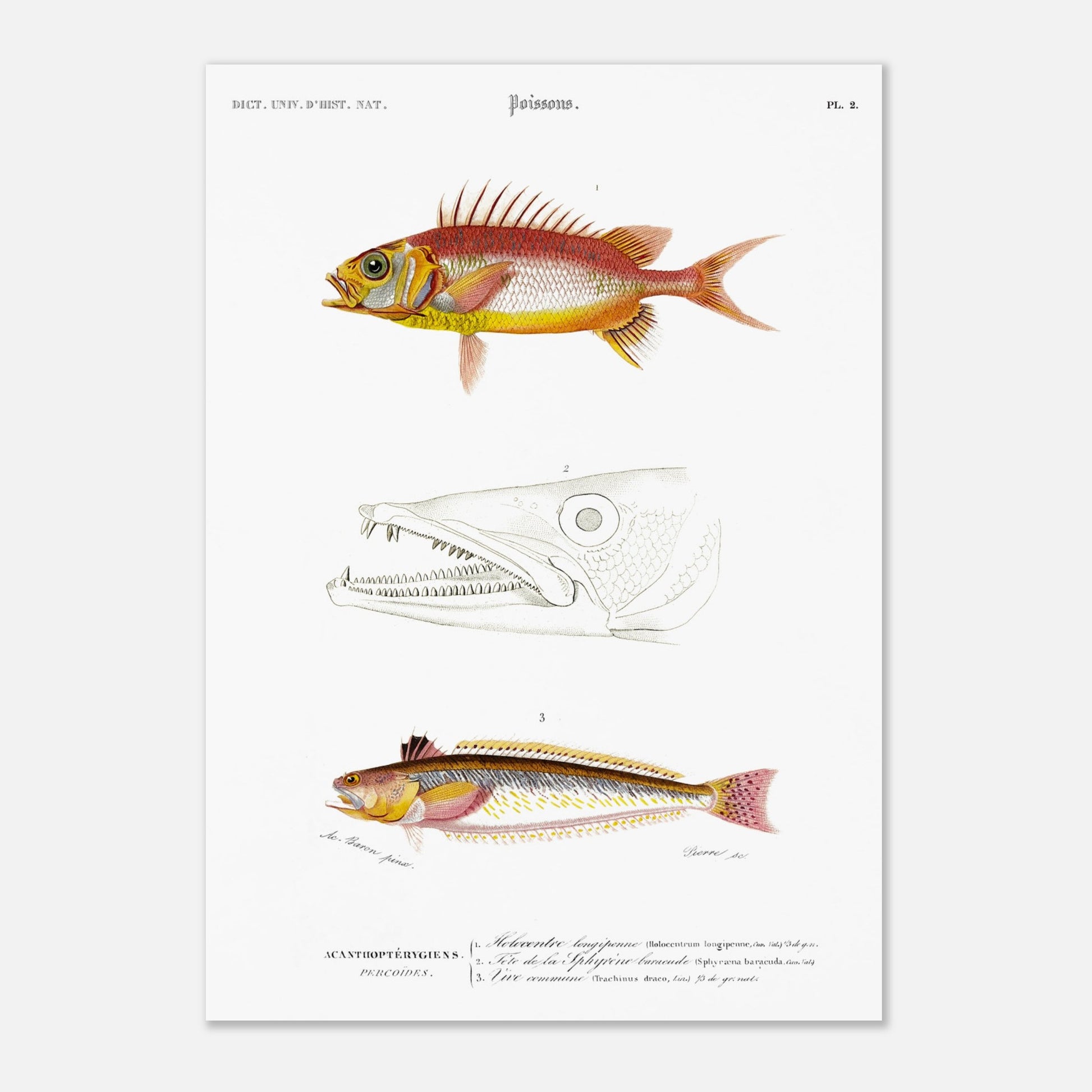 Planche d'ichthyologie : Holocentre longipenne et Vive commune — Orbigny (29,7x42 cm (A3)). Planche ichthyologique du Dictionnaire Universel d'Histoire Naturelle de Charles d'Orbigny, présentant trois représentations de poissons : Holocentrum longipenne, tête de Sphyrène barracude, et Vive commune.