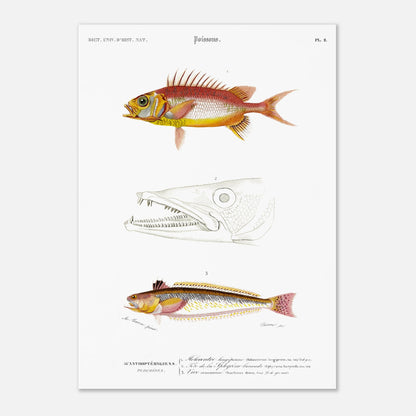 Planche d'ichthyologie : Holocentre longipenne et Vive commune — Orbigny (29,7x42 cm (A3)). Planche ichthyologique du Dictionnaire Universel d'Histoire Naturelle de Charles d'Orbigny, présentant trois représentations de poissons : Holocentrum longipenne, tête de Sphyrène barracude, et Vive commune.