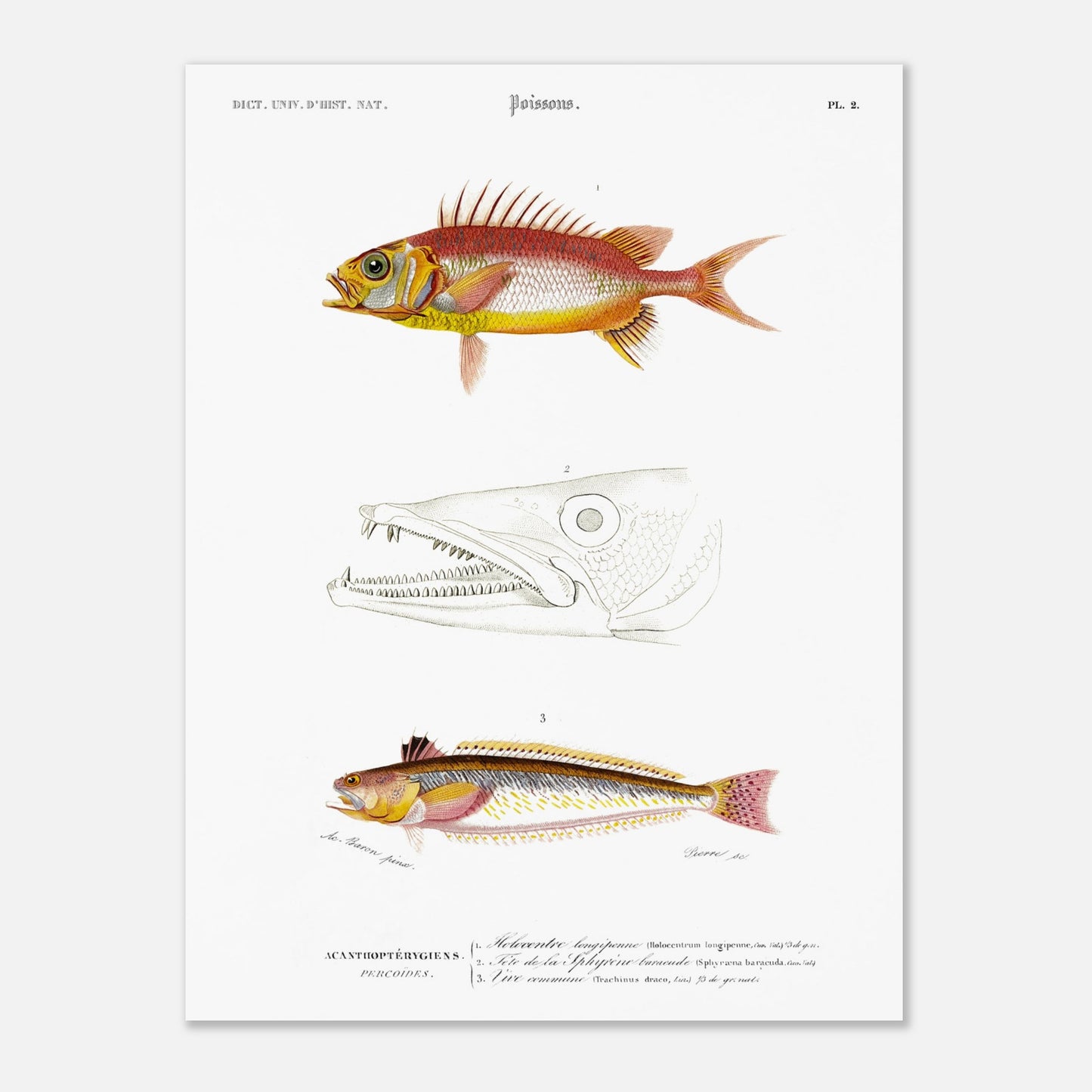 Planche d'ichthyologie : Holocentre longipenne et Vive commune — Orbigny (30x40 cm). Planche ichthyologique du Dictionnaire Universel d'Histoire Naturelle de Charles d'Orbigny, présentant trois représentations de poissons : Holocentrum longipenne, tête de Sphyrène barracude, et Vive commune.