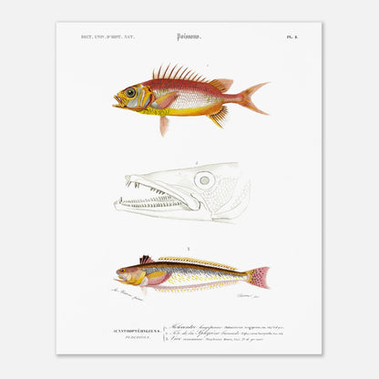 Planche d'ichthyologie : Holocentre longipenne et Vive commune — Orbigny (40x50 cm). Planche ichthyologique du Dictionnaire Universel d'Histoire Naturelle de Charles d'Orbigny, présentant trois représentations de poissons : Holocentrum longipenne, tête de Sphyrène barracude, et Vive commune.