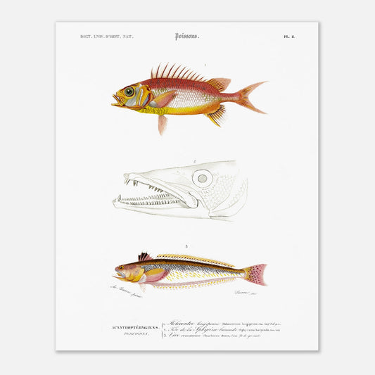 Planche d'ichthyologie : Holocentre longipenne et Vive commune — Orbigny (40x50 cm). Planche ichthyologique du Dictionnaire Universel d'Histoire Naturelle de Charles d'Orbigny, présentant trois représentations de poissons : Holocentrum longipenne, tête de Sphyrène barracude, et Vive commune.