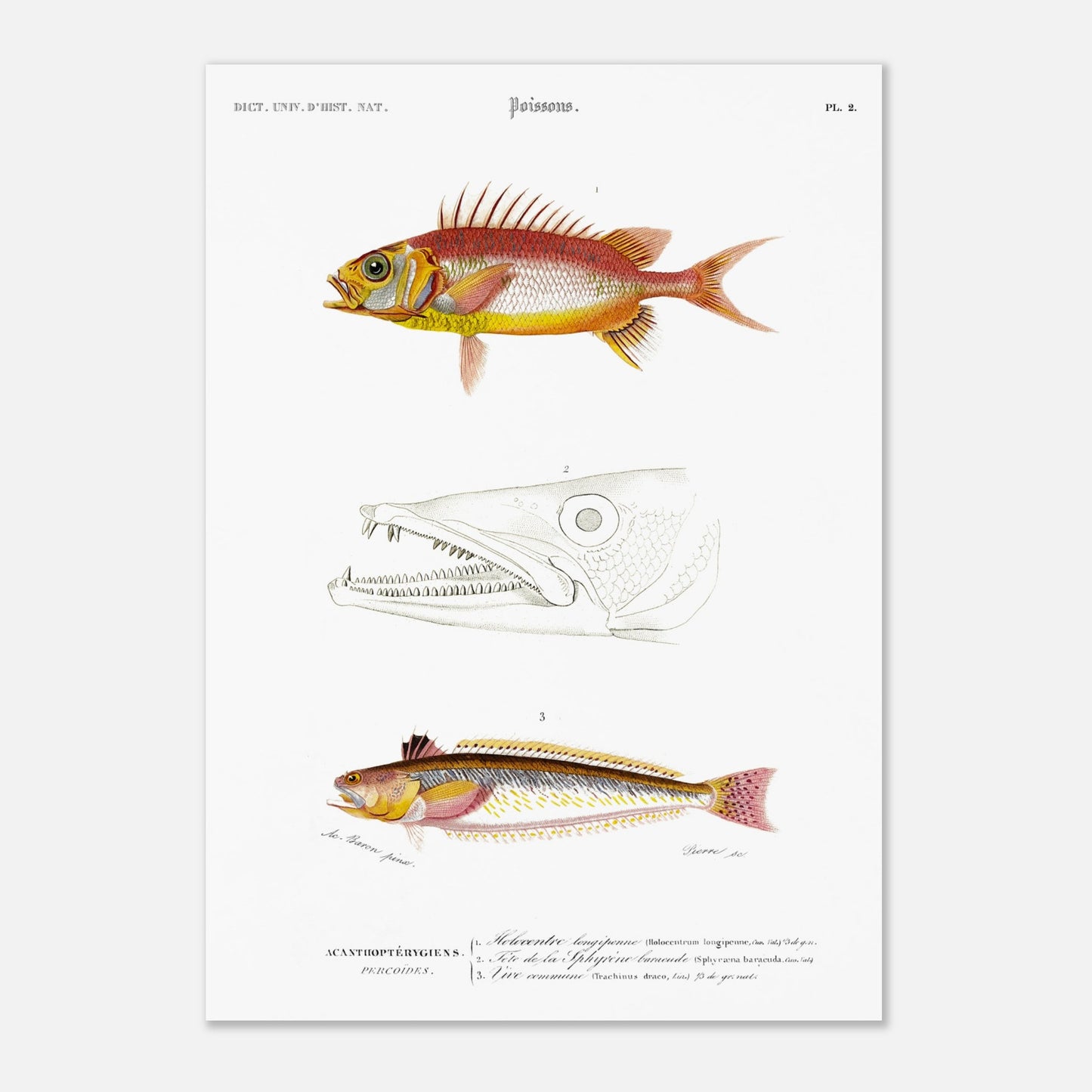 Planche d'ichthyologie : Holocentre longipenne et Vive commune — Orbigny (42x59,4 cm (A2)). Planche ichthyologique du Dictionnaire Universel d'Histoire Naturelle de Charles d'Orbigny, présentant trois représentations de poissons : Holocentrum longipenne, tête de Sphyrène barracude, et Vive commune.