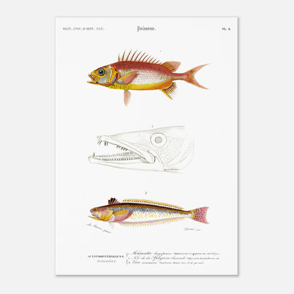 Planche d'ichthyologie : Holocentre longipenne et Vive commune — Orbigny (42x59,4 cm (A2)). Planche ichthyologique du Dictionnaire Universel d'Histoire Naturelle de Charles d'Orbigny, présentant trois représentations de poissons : Holocentrum longipenne, tête de Sphyrène barracude, et Vive commune.