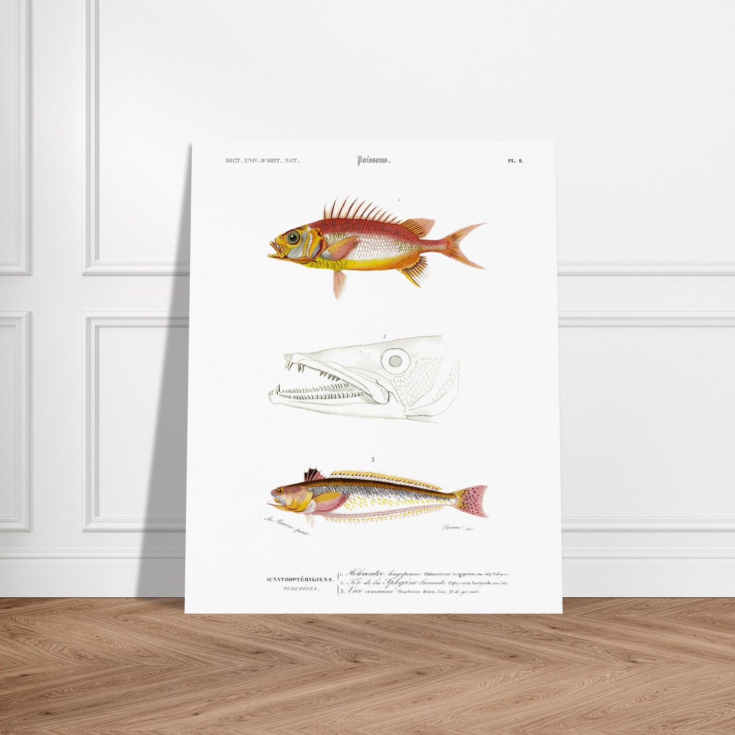 Planche d'ichthyologie : Holocentre longipenne et Vive commune — Orbigny. Planche ichthyologique du Dictionnaire Universel d'Histoire Naturelle de Charles d'Orbigny, présentant trois représentations de poissons : Holocentrum longipenne, tête de Sphyrène barracude, et Vive commune. Image d'illustration 5