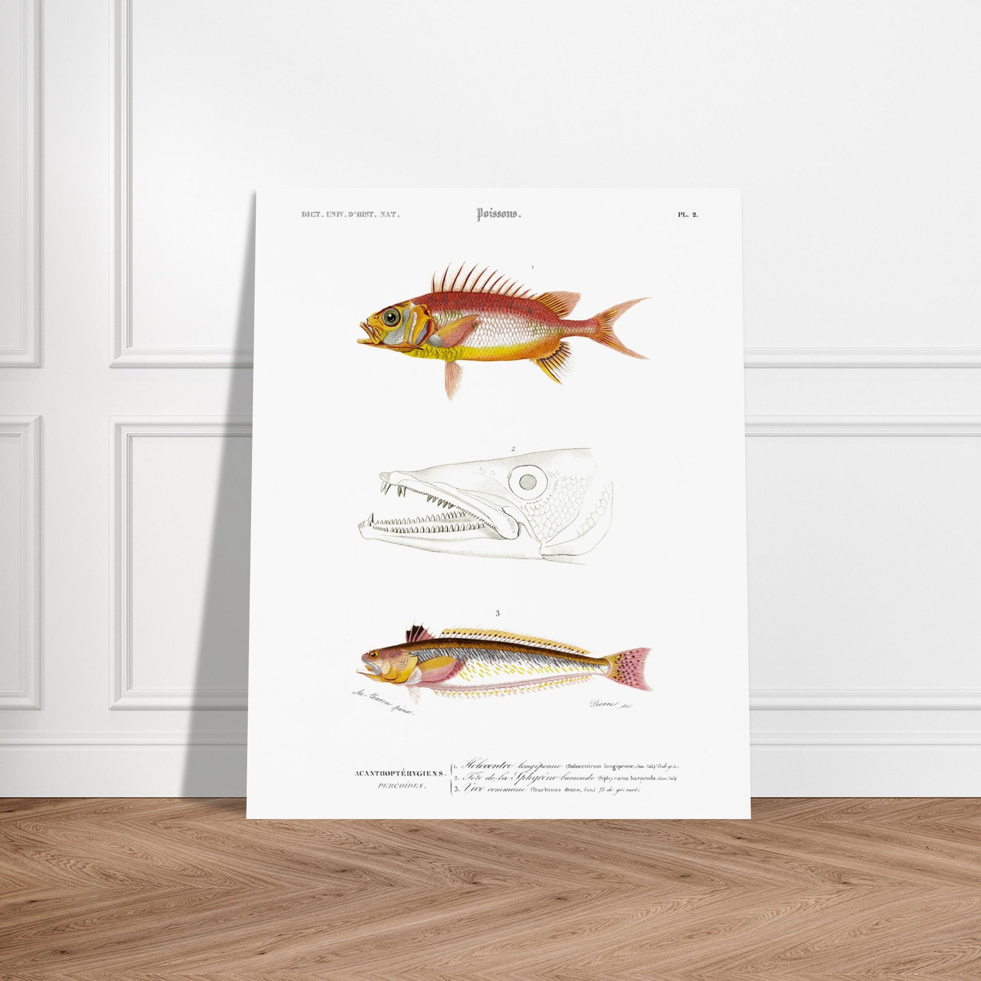 Planche d'ichthyologie : Holocentre longipenne et Vive commune — Orbigny. Planche ichthyologique du Dictionnaire Universel d'Histoire Naturelle de Charles d'Orbigny, présentant trois représentations de poissons : Holocentrum longipenne, tête de Sphyrène barracude, et Vive commune. Image d'illustration 5