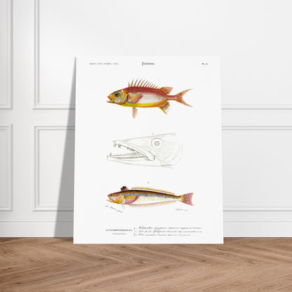 Planche d'ichthyologie : Holocentre longipenne et Vive commune — Orbigny. Planche ichthyologique du Dictionnaire Universel d'Histoire Naturelle de Charles d'Orbigny, présentant trois représentations de poissons : Holocentrum longipenne, tête de Sphyrène barracude, et Vive commune. Image d'illustration 5