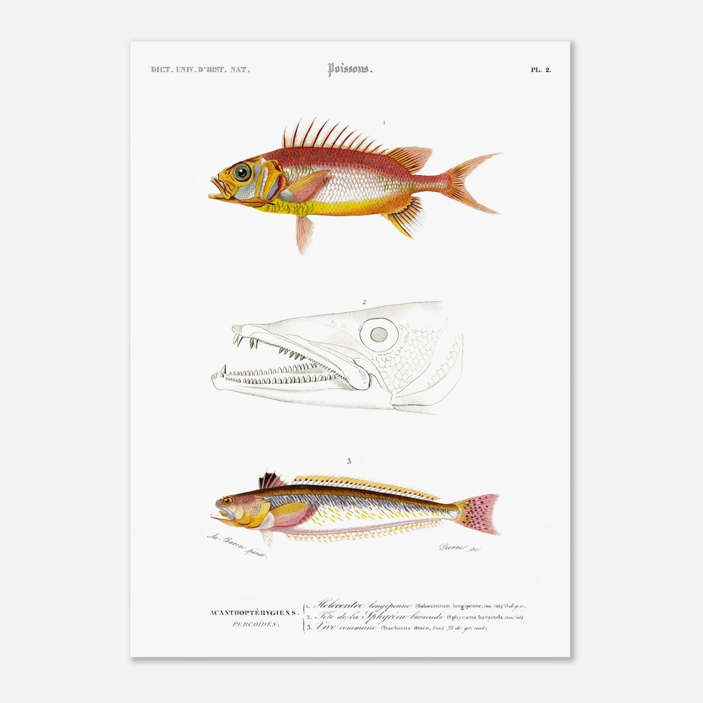 Planche d'ichthyologie : Holocentre longipenne et Vive commune — Orbigny (50x70 cm). Planche ichthyologique du Dictionnaire Universel d'Histoire Naturelle de Charles d'Orbigny, présentant trois représentations de poissons : Holocentrum longipenne, tête de Sphyrène barracude, et Vive commune.