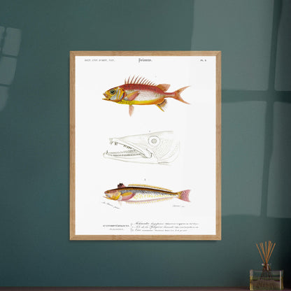 Planche d'ichthyologie : Holocentre longipenne et Vive commune — Orbigny. Planche ichthyologique du Dictionnaire Universel d'Histoire Naturelle de Charles d'Orbigny, présentant trois représentations de poissons : Holocentrum longipenne, tête de Sphyrène barracude, et Vive commune. Image d'illustration 6