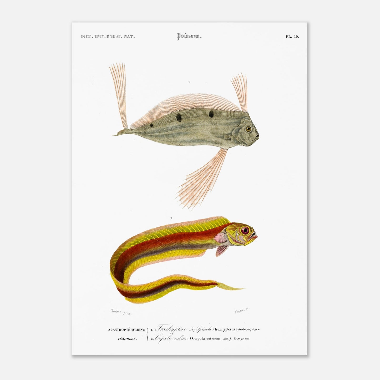 Planche d'ichthyologie : Trachyptère de Spinola et Cépolé Ruban — Orbigny (29,7x42 cm (A3)). Planche ichthyologique du Dictionnaire Universel d'Histoire Naturelle de Charles d'Orbigny, représentant un poisson d'apparence allongée avec des rayures colorées et un autre poisson avec des nageoires proéminentes.
