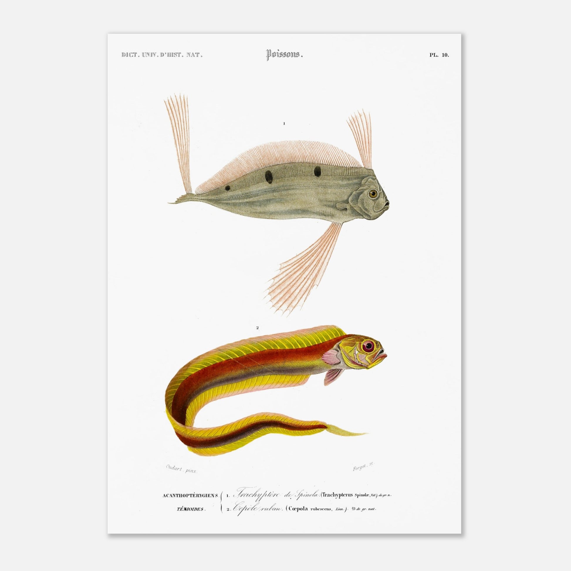Planche d'ichthyologie : Trachyptère de Spinola et Cépolé Ruban — Orbigny (29,7x42 cm (A3)). Planche ichthyologique du Dictionnaire Universel d'Histoire Naturelle de Charles d'Orbigny, représentant un poisson d'apparence allongée avec des rayures colorées et un autre poisson avec des nageoires proéminentes.