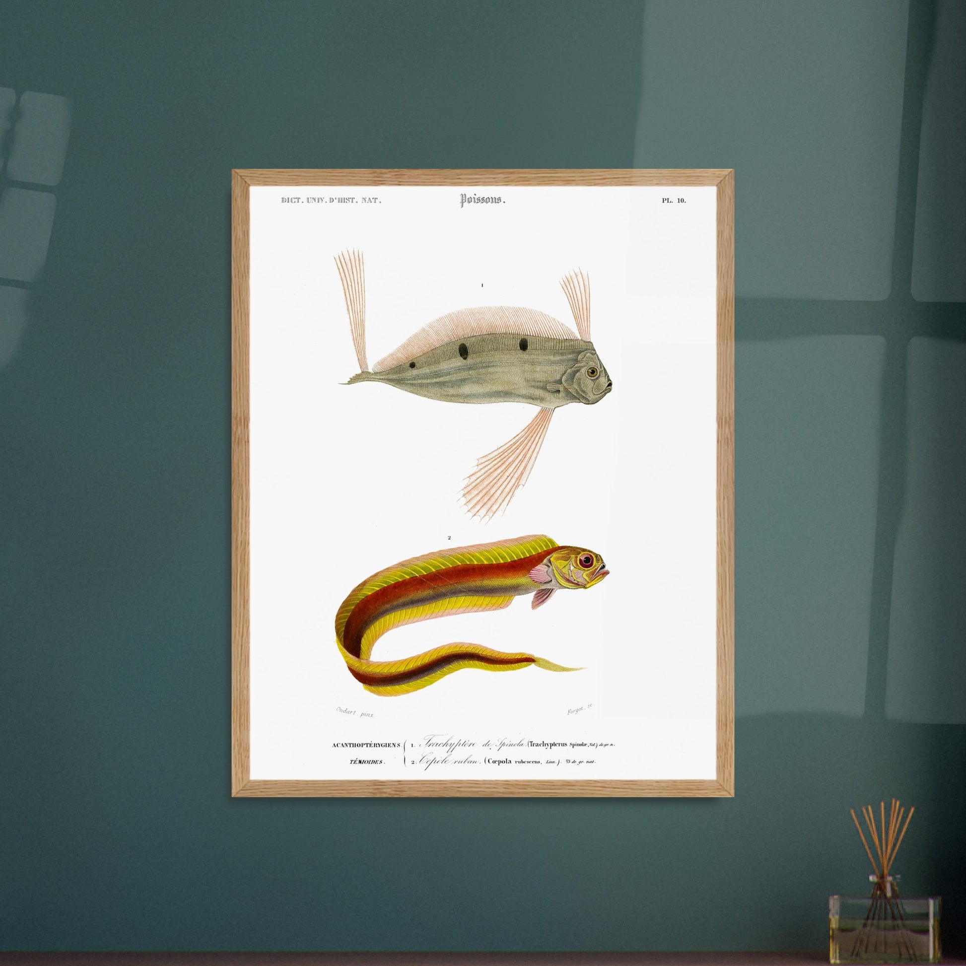 Planche d'ichthyologie : Trachyptère de Spinola et Cépolé Ruban — Orbigny. Planche ichthyologique du Dictionnaire Universel d'Histoire Naturelle de Charles d'Orbigny, représentant un poisson d'apparence allongée avec des rayures colorées et un autre poisson avec des nageoires proéminentes. Image d'illustration 5