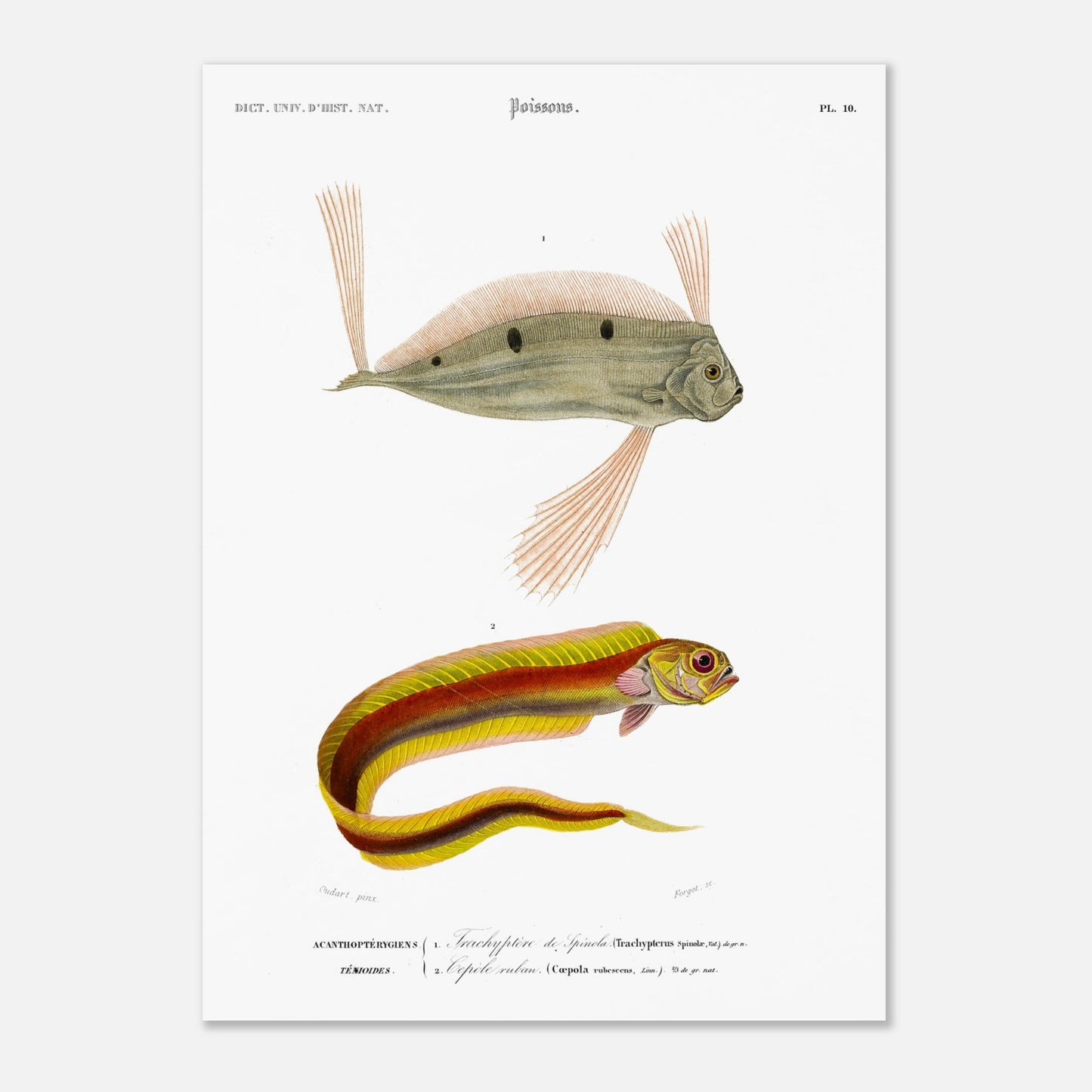 Planche d'ichthyologie : Trachyptère de Spinola et Cépolé Ruban — Orbigny (50x70 cm). Planche ichthyologique du Dictionnaire Universel d'Histoire Naturelle de Charles d'Orbigny, représentant un poisson d'apparence allongée avec des rayures colorées et un autre poisson avec des nageoires proéminentes.