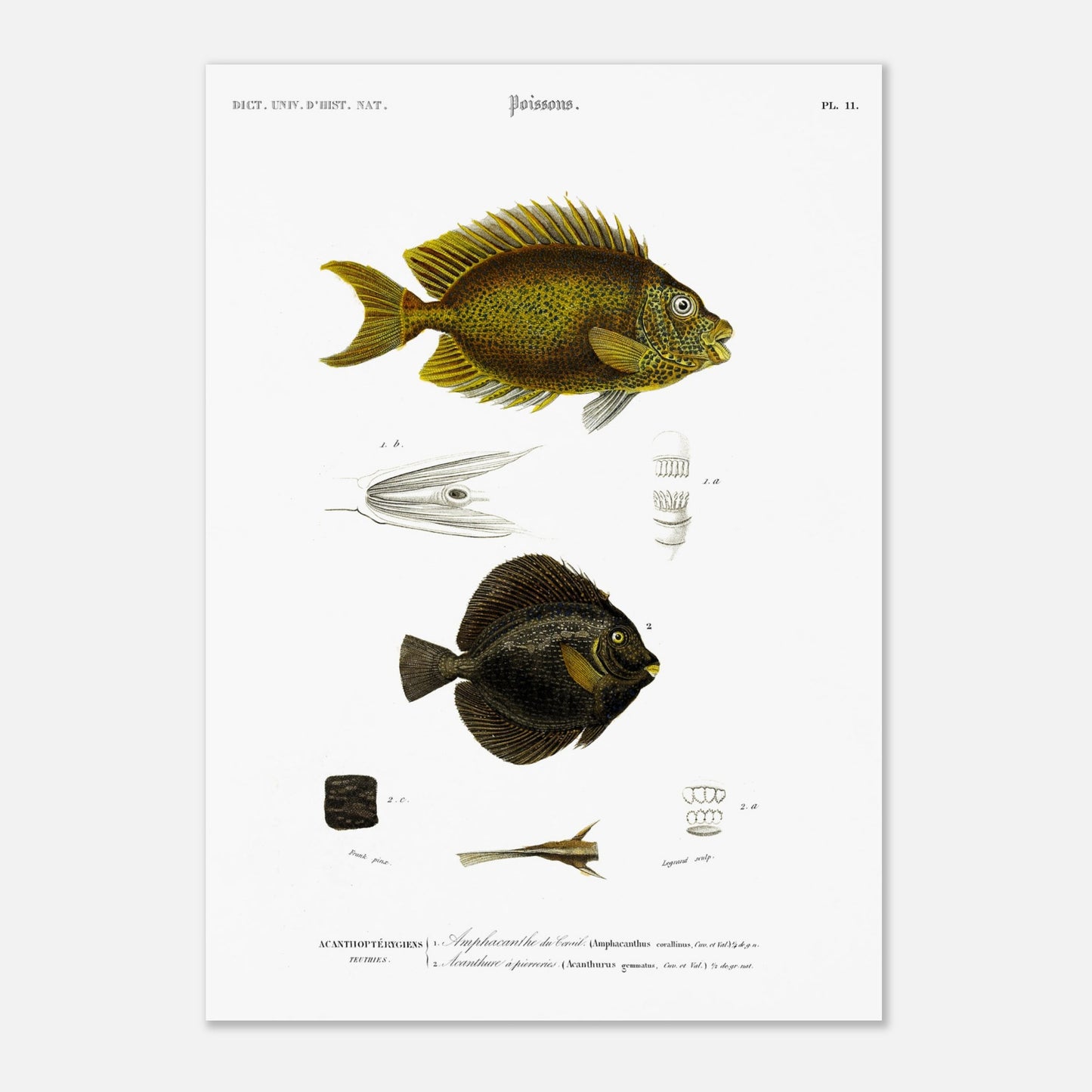Planche d'ichtyologie : Amphacanthe du corail et Acanthure - d'Orbigny (29,7x42 cm (A3)). Illustration scientifique de deux poissons: un poisson jaune moucheté en haut et un poisson noir en bas, avec des détails anatomiques.