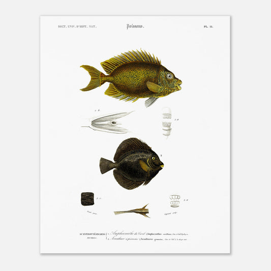 Planche d'ichtyologie : Amphacanthe du corail et Acanthure - d'Orbigny (40x50 cm). Illustration scientifique de deux poissons: un poisson jaune moucheté en haut et un poisson noir en bas, avec des détails anatomiques.
