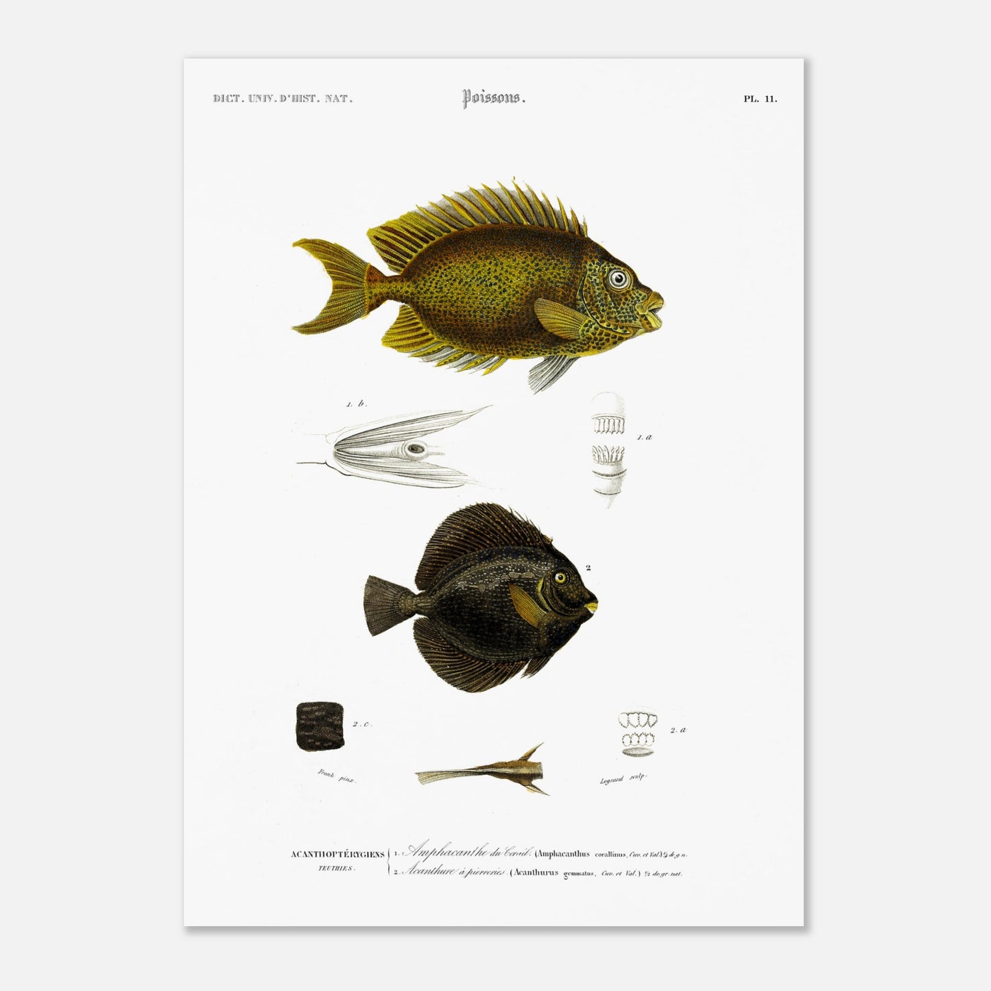 Planche d'ichtyologie : Amphacanthe du corail et Acanthure - d'Orbigny (50x70 cm). Illustration scientifique de deux poissons: un poisson jaune moucheté en haut et un poisson noir en bas, avec des détails anatomiques.