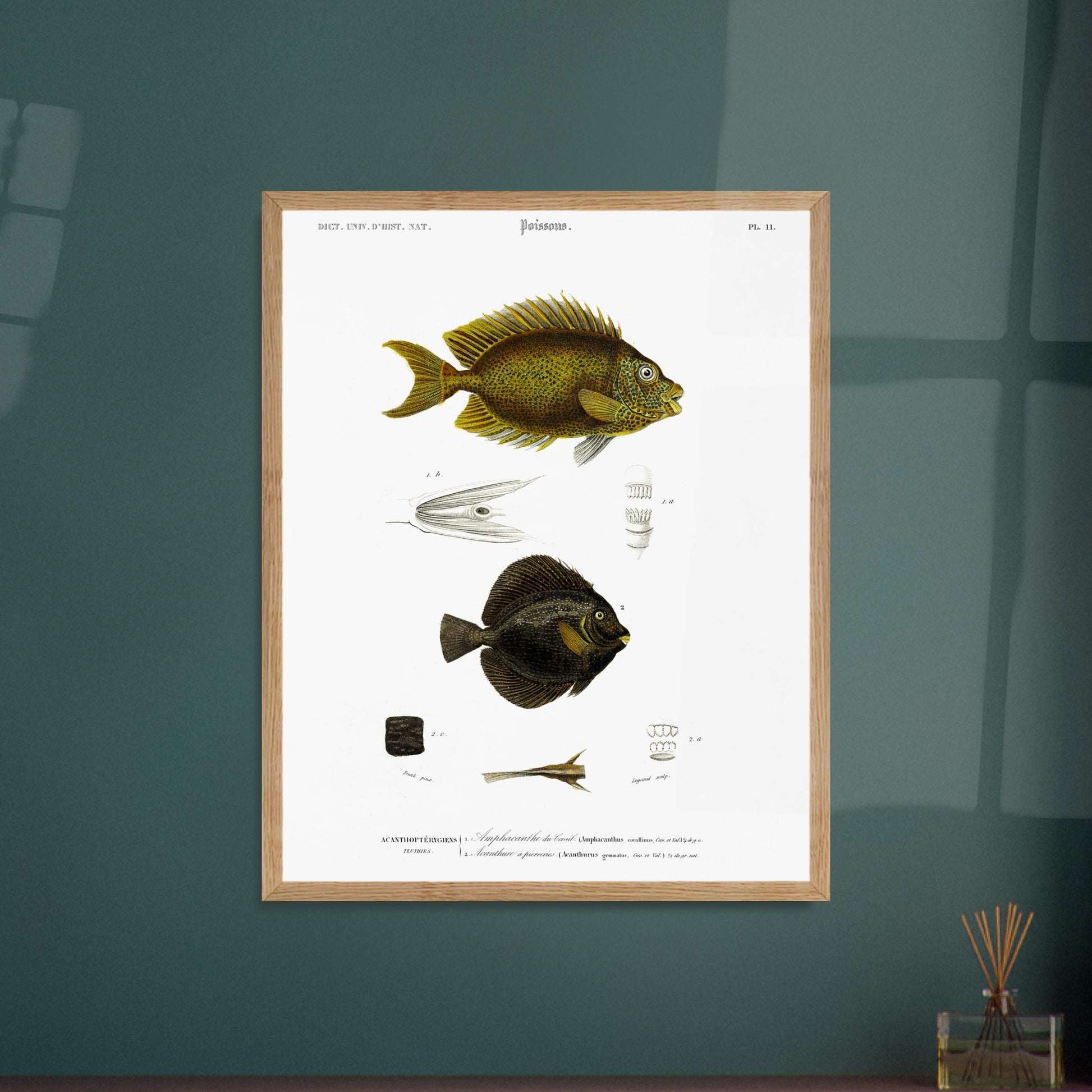 Planche d'ichtyologie : Amphacanthe du corail et Acanthure - d'Orbigny. Illustration scientifique de deux poissons: un poisson jaune moucheté en haut et un poisson noir en bas, avec des détails anatomiques. Image d'illustration 6