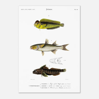 Planche d'ichtyologie : Muge céphale, Gobie et Blennie — d'Orbigny (29,7x42 cm (A3)). Planche d'ichtyologie du Dictionnaire Universel d'Histoire Naturelle représentant trois poissons : un muge céphale, un gobie noir et un blennie paon, avec des détails anatomiques.
