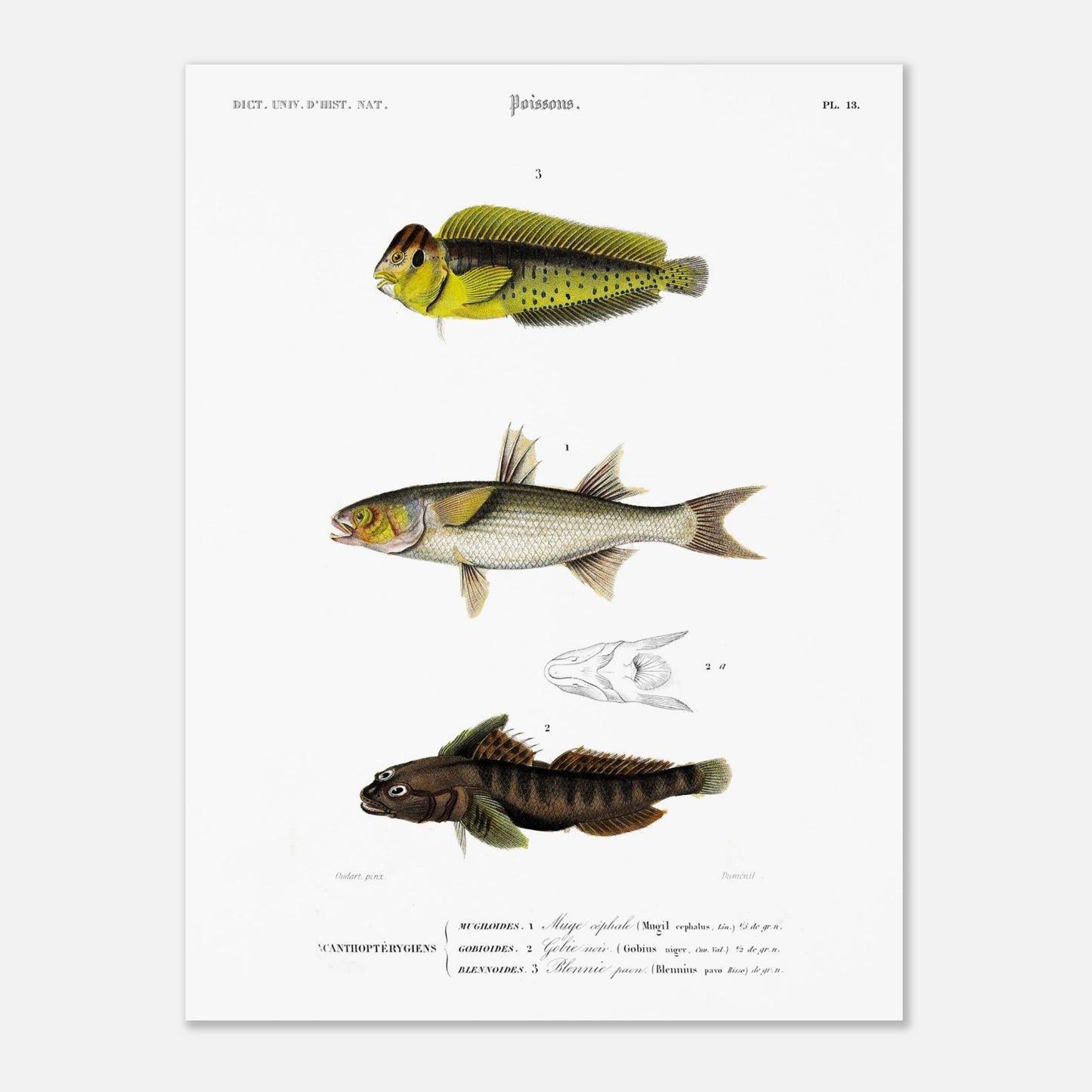 Planche d'ichtyologie : Muge céphale, Gobie et Blennie — d'Orbigny (30x40 cm). Planche d'ichtyologie du Dictionnaire Universel d'Histoire Naturelle représentant trois poissons : un muge céphale, un gobie noir et un blennie paon, avec des détails anatomiques.