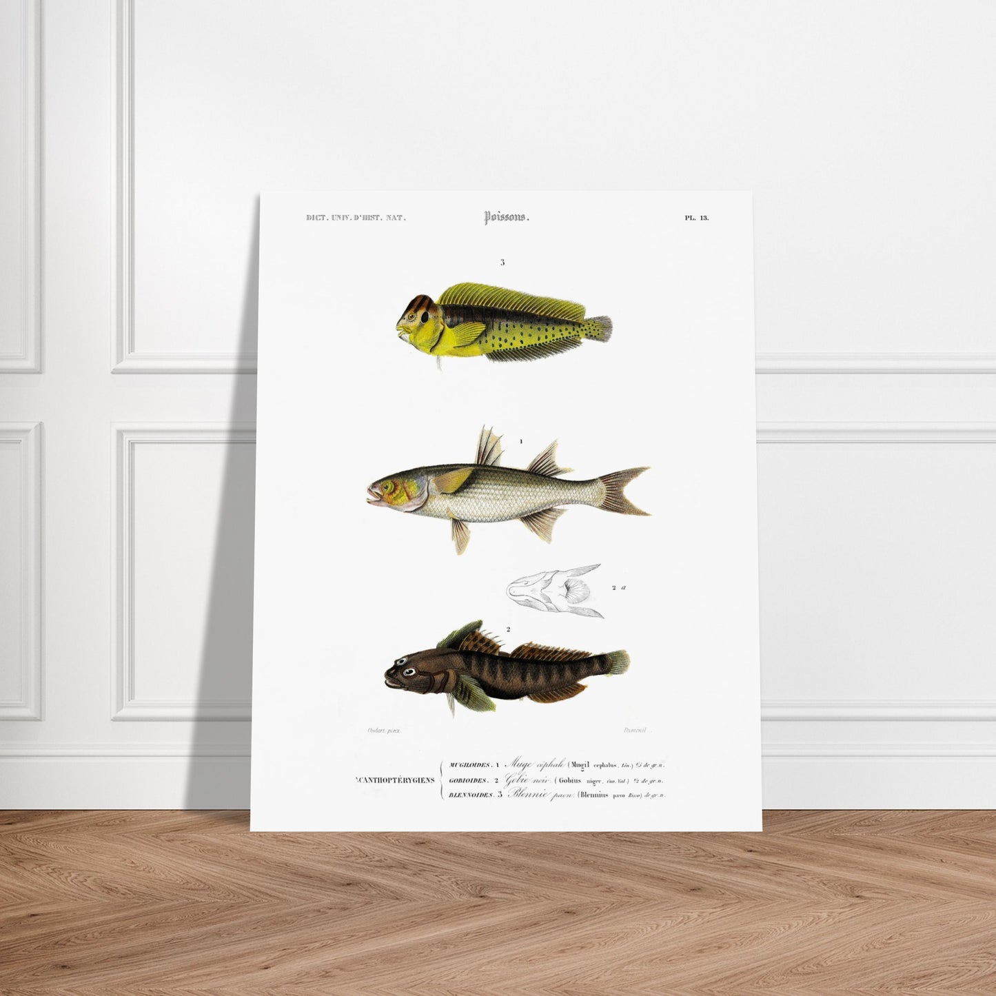 Planche d'ichtyologie : Muge céphale, Gobie et Blennie — d'Orbigny. Planche d'ichtyologie du Dictionnaire Universel d'Histoire Naturelle représentant trois poissons : un muge céphale, un gobie noir et un blennie paon, avec des détails anatomiques. Image d'illustration 5