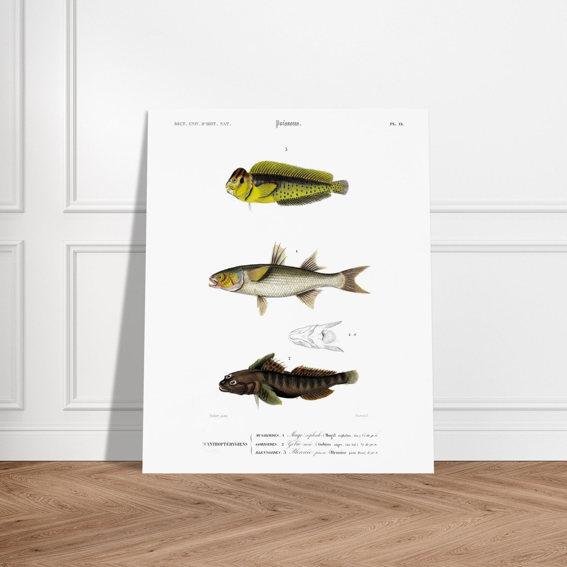 Planche d'ichtyologie : Muge céphale, Gobie et Blennie — d'Orbigny. Planche d'ichtyologie du Dictionnaire Universel d'Histoire Naturelle représentant trois poissons : un muge céphale, un gobie noir et un blennie paon, avec des détails anatomiques. Image d'illustration 5