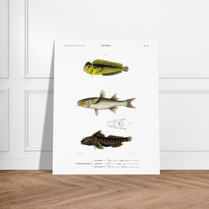 Planche d'ichtyologie : Muge céphale, Gobie et Blennie — d'Orbigny. Planche d'ichtyologie du Dictionnaire Universel d'Histoire Naturelle représentant trois poissons : un muge céphale, un gobie noir et un blennie paon, avec des détails anatomiques. Image d'illustration 5