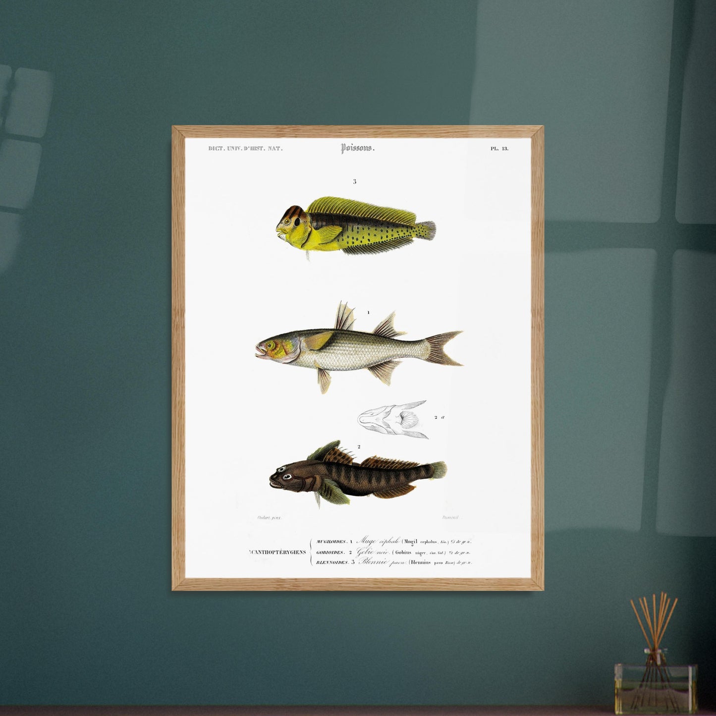 Planche d'ichtyologie : Muge céphale, Gobie et Blennie — d'Orbigny. Planche d'ichtyologie du Dictionnaire Universel d'Histoire Naturelle représentant trois poissons : un muge céphale, un gobie noir et un blennie paon, avec des détails anatomiques. Image d'illustration 6