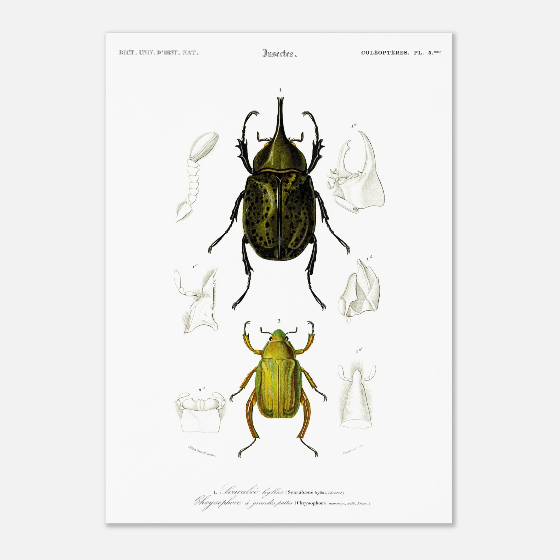 Planche d'insectes ancienne : Scarabée hyllus et Chrysophore (29,7x42 cm (A3)). Planche d'entomologie du XIXe siècle illustrant le scarabée hyllus (Scarabaeus hyllus) et le chrysophore à grandes pattes (Chrysophora macropa).
