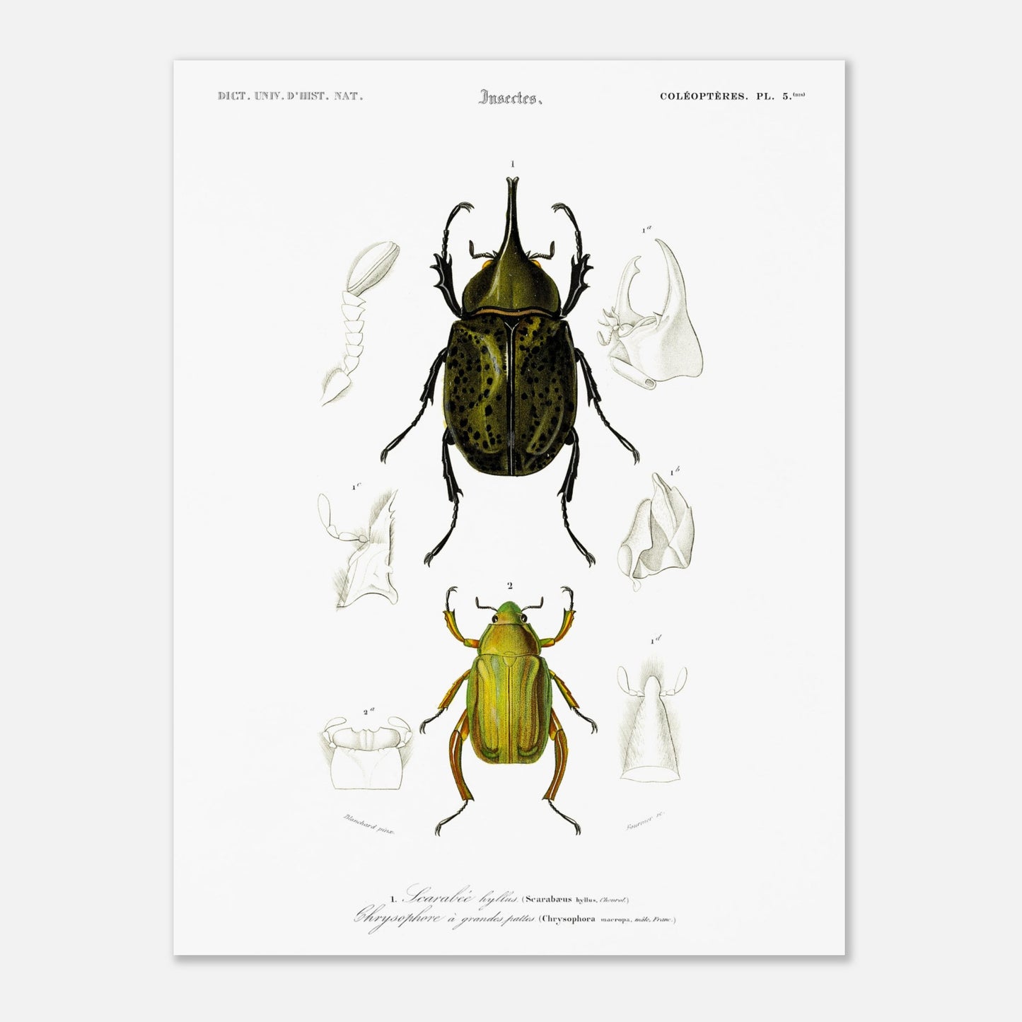 Planche d'insectes ancienne : Scarabée hyllus et Chrysophore (30x40 cm). Planche d'entomologie du XIXe siècle illustrant le scarabée hyllus (Scarabaeus hyllus) et le chrysophore à grandes pattes (Chrysophora macropa).