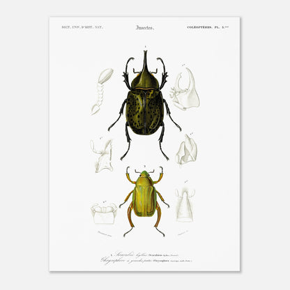 Planche d'insectes ancienne : Scarabée hyllus et Chrysophore (30x40 cm). Planche d'entomologie du XIXe siècle illustrant le scarabée hyllus (Scarabaeus hyllus) et le chrysophore à grandes pattes (Chrysophora macropa).