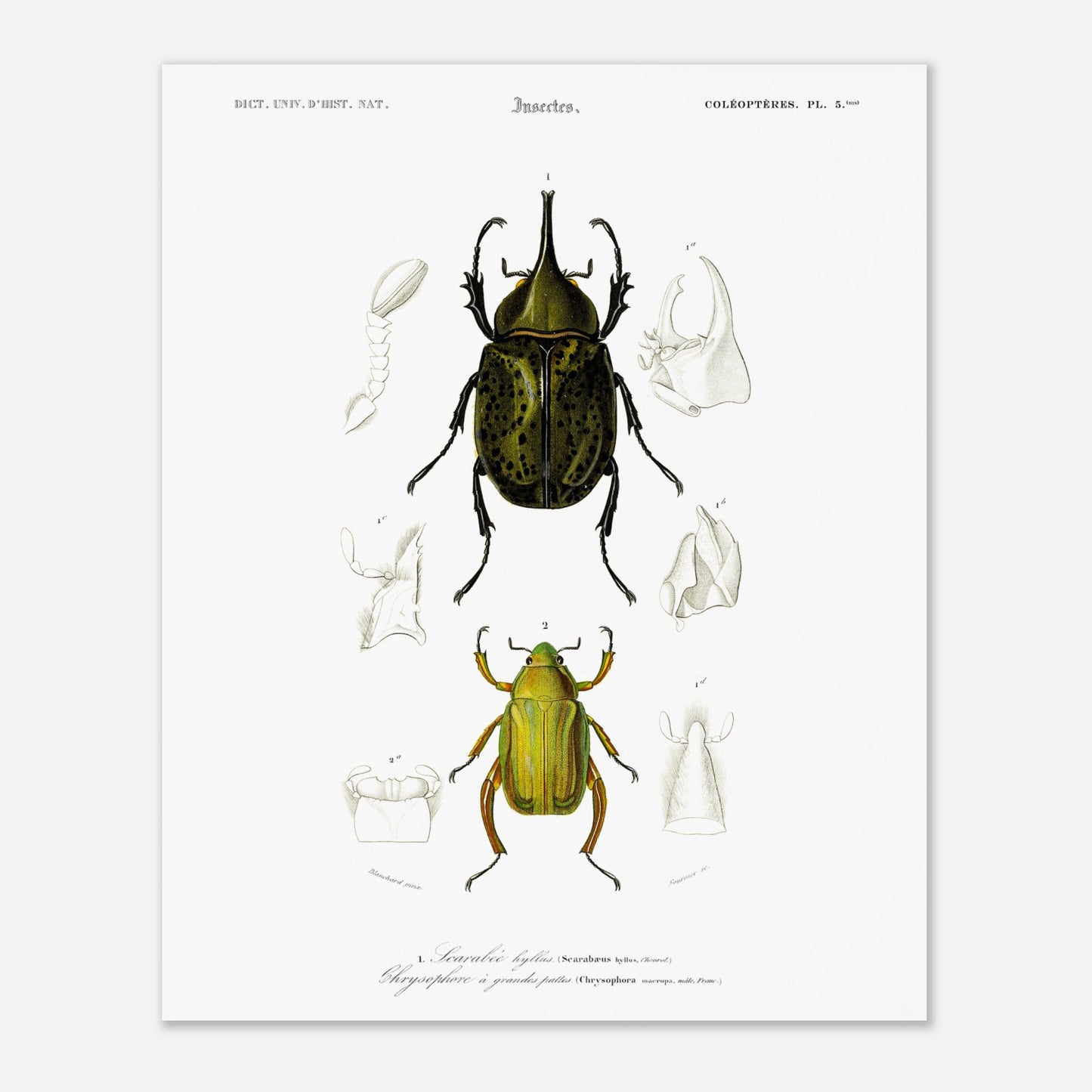 Planche d'insectes ancienne : Scarabée hyllus et Chrysophore (40x50 cm). Planche d'entomologie du XIXe siècle illustrant le scarabée hyllus (Scarabaeus hyllus) et le chrysophore à grandes pattes (Chrysophora macropa).