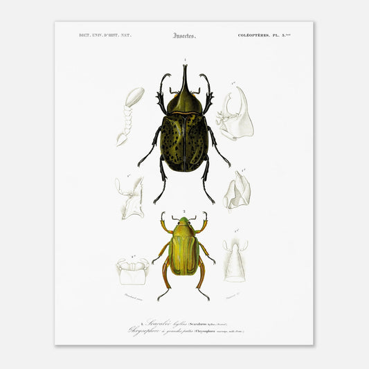 Planche d'insectes ancienne : Scarabée hyllus et Chrysophore (40x50 cm). Planche d'entomologie du XIXe siècle illustrant le scarabée hyllus (Scarabaeus hyllus) et le chrysophore à grandes pattes (Chrysophora macropa).