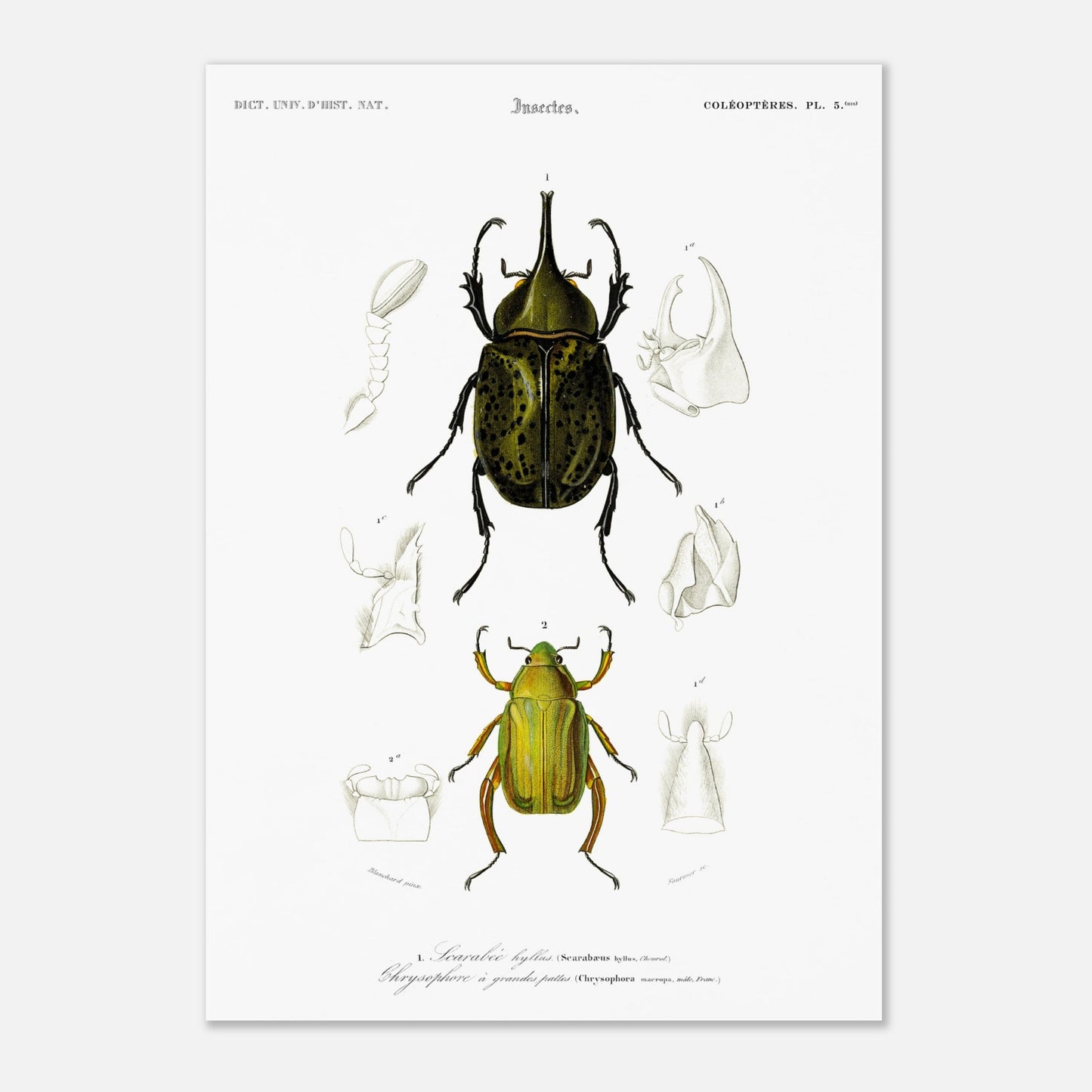 Planche d'insectes ancienne : Scarabée hyllus et Chrysophore (42x59,4 cm (A2)). Planche d'entomologie du XIXe siècle illustrant le scarabée hyllus (Scarabaeus hyllus) et le chrysophore à grandes pattes (Chrysophora macropa).