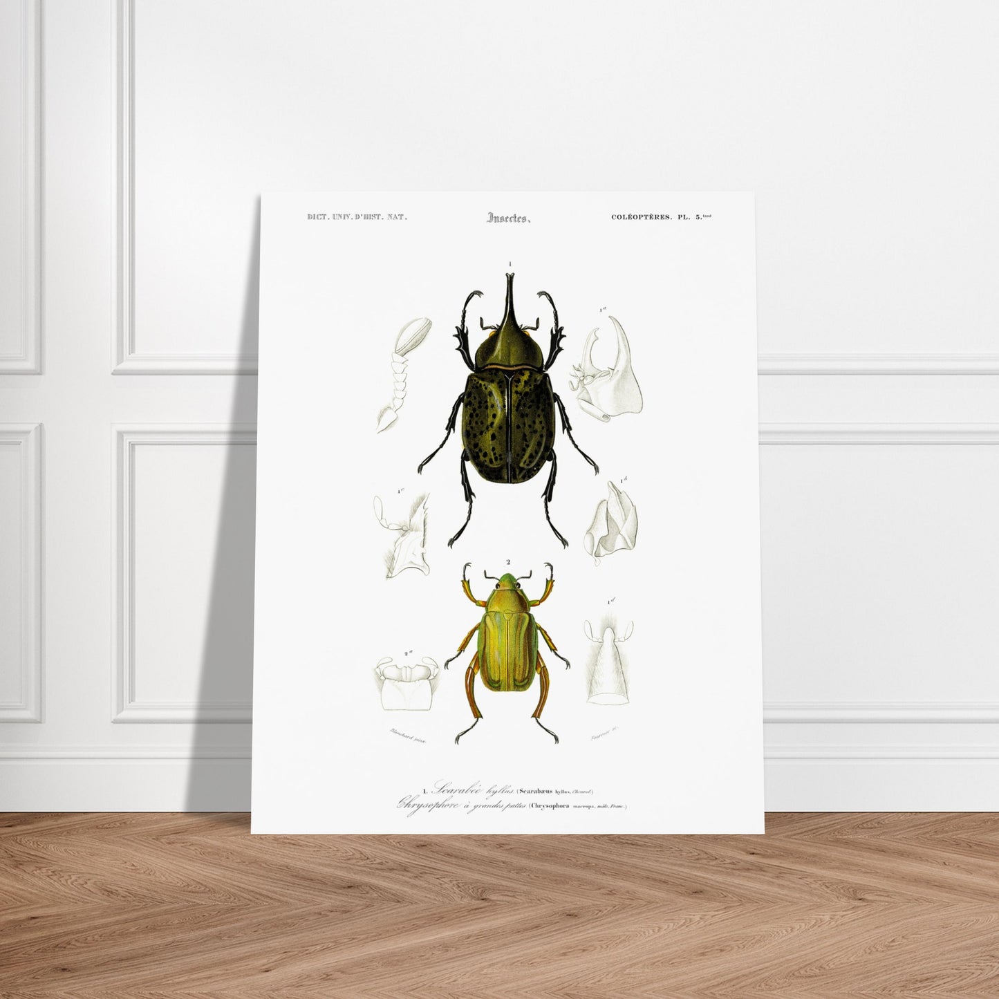 Planche d'insectes ancienne : Scarabée hyllus et Chrysophore. Planche d'entomologie du XIXe siècle illustrant le scarabée hyllus (Scarabaeus hyllus) et le chrysophore à grandes pattes (Chrysophora macropa). Image d'illustration 5