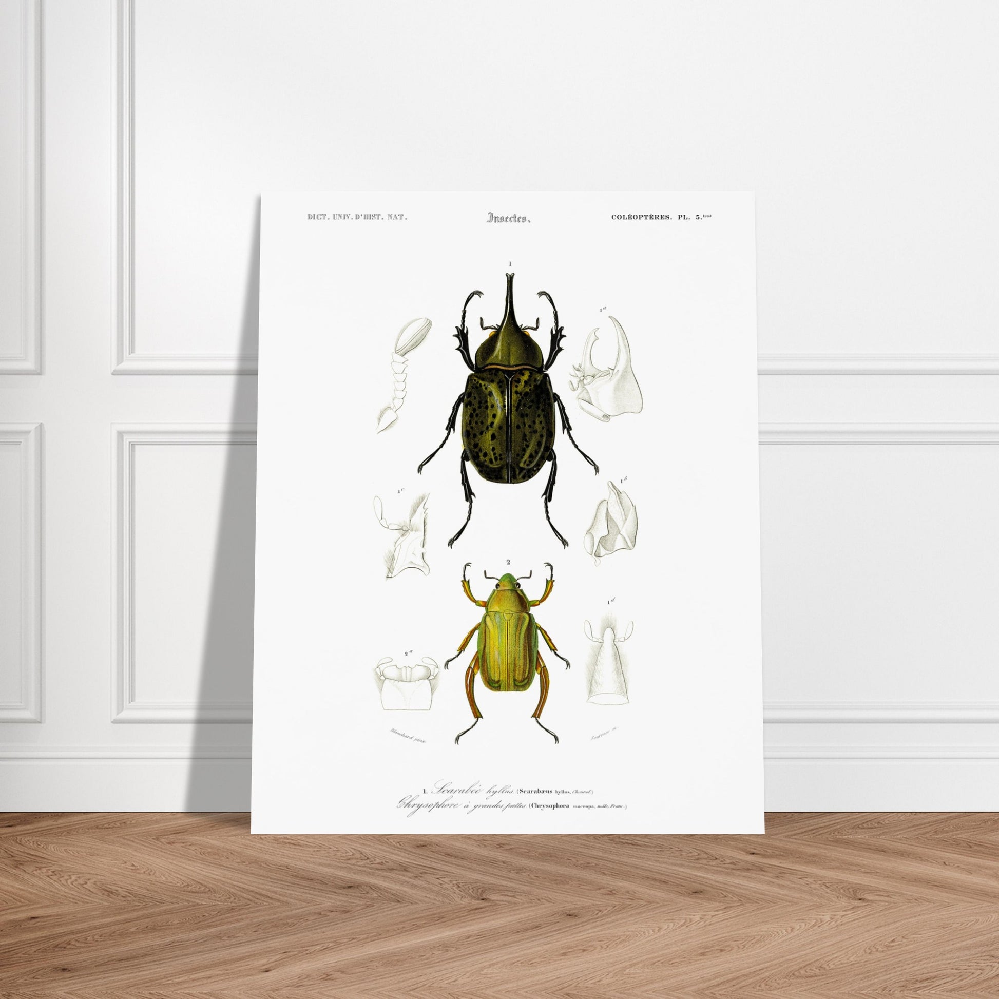 Planche d'insectes ancienne : Scarabée hyllus et Chrysophore. Planche d'entomologie du XIXe siècle illustrant le scarabée hyllus (Scarabaeus hyllus) et le chrysophore à grandes pattes (Chrysophora macropa). Image d'illustration 5