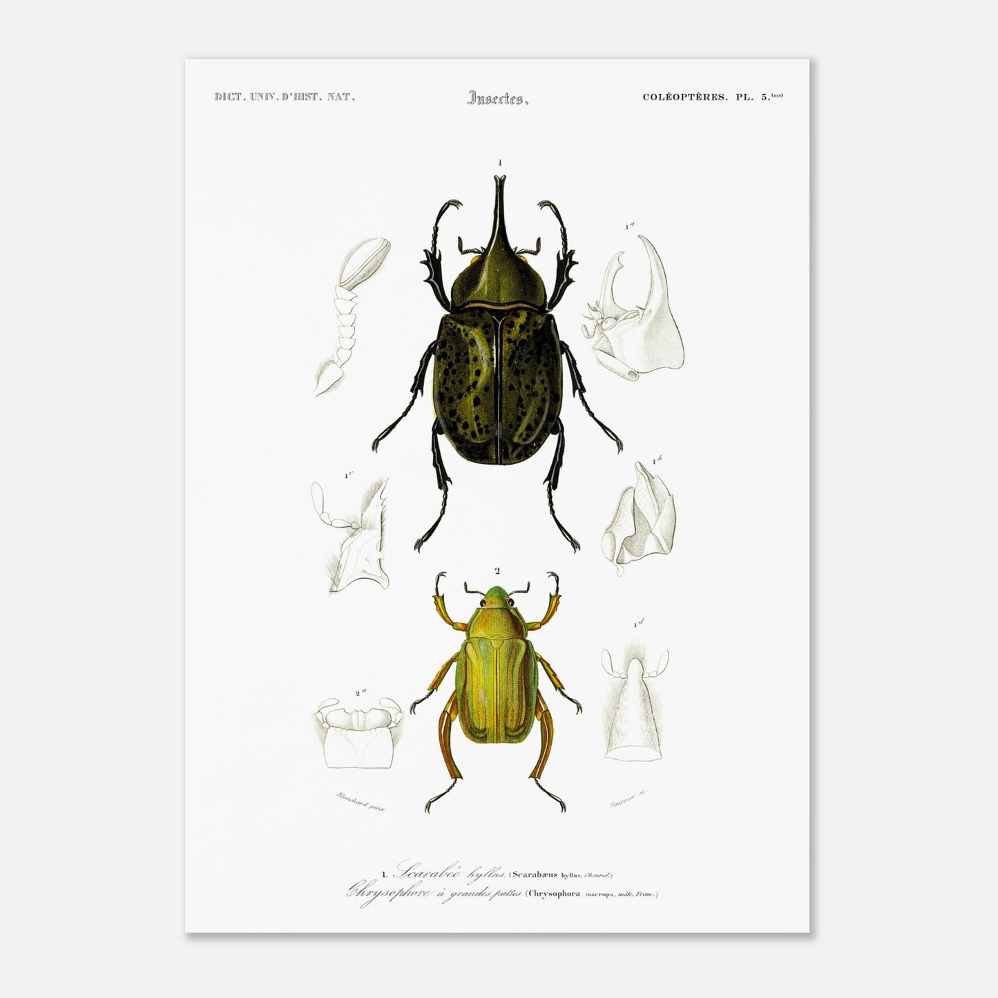 Planche d'insectes ancienne : Scarabée hyllus et Chrysophore (50x70 cm). Planche d'entomologie du XIXe siècle illustrant le scarabée hyllus (Scarabaeus hyllus) et le chrysophore à grandes pattes (Chrysophora macropa).