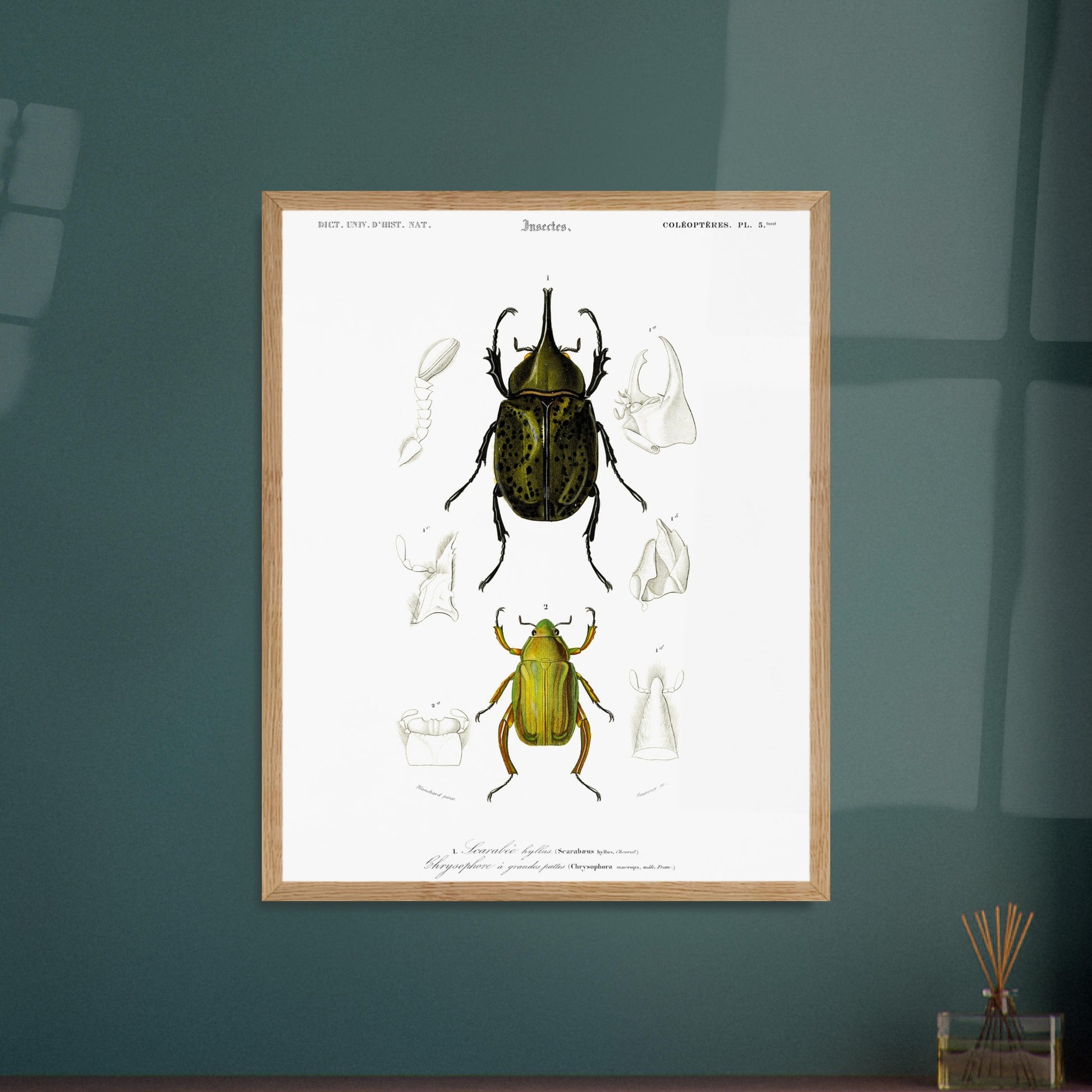 Planche d'insectes ancienne : Scarabée hyllus et Chrysophore. Planche d'entomologie du XIXe siècle illustrant le scarabée hyllus (Scarabaeus hyllus) et le chrysophore à grandes pattes (Chrysophora macropa). Image d'illustration 6