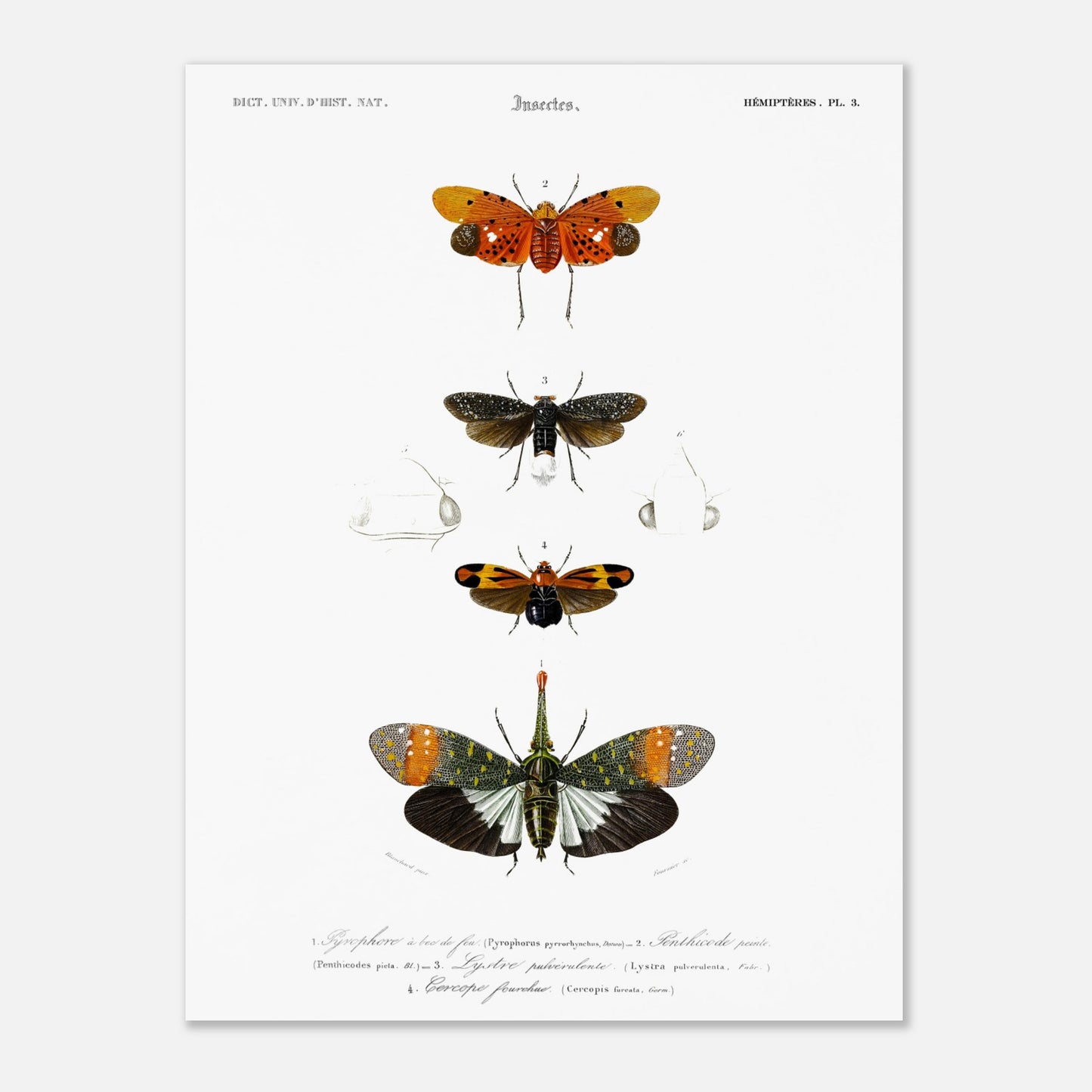 Planche ancienne d'insectes Hémiptères et Pyrophore - Charles d'Orbigny (30x40 cm). Planche d'insectes du XIXe siècle illustrant quatre espèces d'hémipteres, dont un Pyrophore à bec de feu, avec des dessins détaillés de leurs formes et de leurs différentes parties.