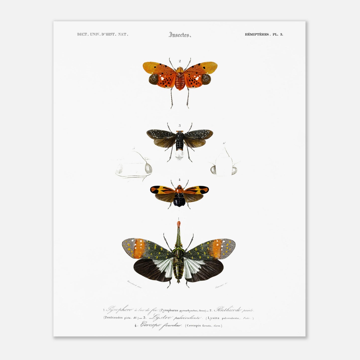 Planche ancienne d'insectes Hémiptères et Pyrophore - Charles d'Orbigny (40x50 cm). Planche d'insectes du XIXe siècle illustrant quatre espèces d'hémipteres, dont un Pyrophore à bec de feu, avec des dessins détaillés de leurs formes et de leurs différentes parties.