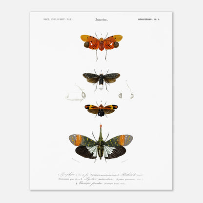 Planche ancienne d'insectes Hémiptères et Pyrophore - Charles d'Orbigny (40x50 cm). Planche d'insectes du XIXe siècle illustrant quatre espèces d'hémipteres, dont un Pyrophore à bec de feu, avec des dessins détaillés de leurs formes et de leurs différentes parties.