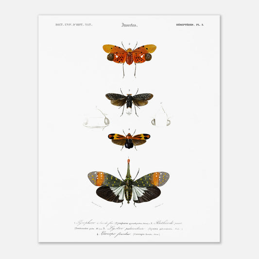 Planche ancienne d'insectes Hémiptères et Pyrophore - Charles d'Orbigny (40x50 cm). Planche d'insectes du XIXe siècle illustrant quatre espèces d'hémipteres, dont un Pyrophore à bec de feu, avec des dessins détaillés de leurs formes et de leurs différentes parties.