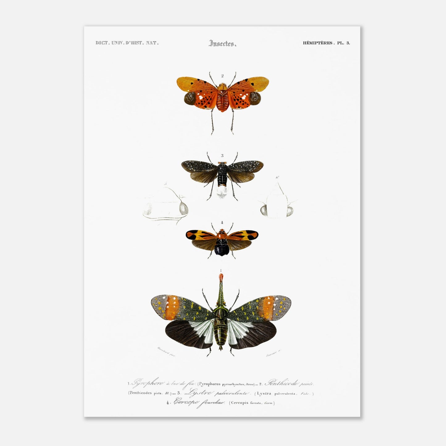Planche ancienne d'insectes Hémiptères et Pyrophore - Charles d'Orbigny (42x59,4 cm (A2)). Planche d'insectes du XIXe siècle illustrant quatre espèces d'hémipteres, dont un Pyrophore à bec de feu, avec des dessins détaillés de leurs formes et de leurs différentes parties.