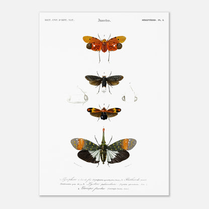Planche ancienne d'insectes Hémiptères et Pyrophore - Charles d'Orbigny (42x59,4 cm (A2)). Planche d'insectes du XIXe siècle illustrant quatre espèces d'hémipteres, dont un Pyrophore à bec de feu, avec des dessins détaillés de leurs formes et de leurs différentes parties.