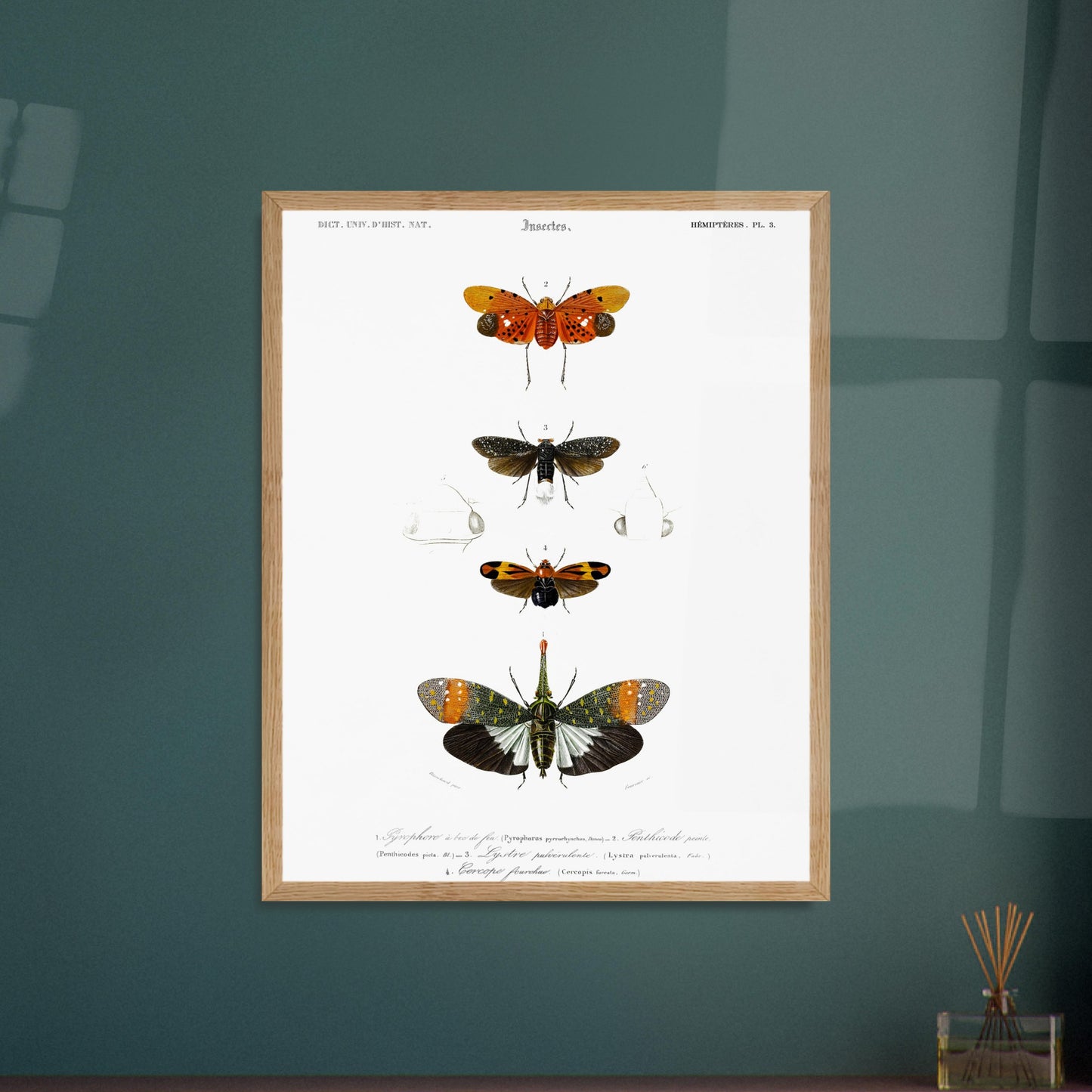 Planche ancienne d'insectes Hémiptères et Pyrophore - Charles d'Orbigny. Planche d'insectes du XIXe siècle illustrant quatre espèces d'hémipteres, dont un Pyrophore à bec de feu, avec des dessins détaillés de leurs formes et de leurs différentes parties. Image d'illustration 5