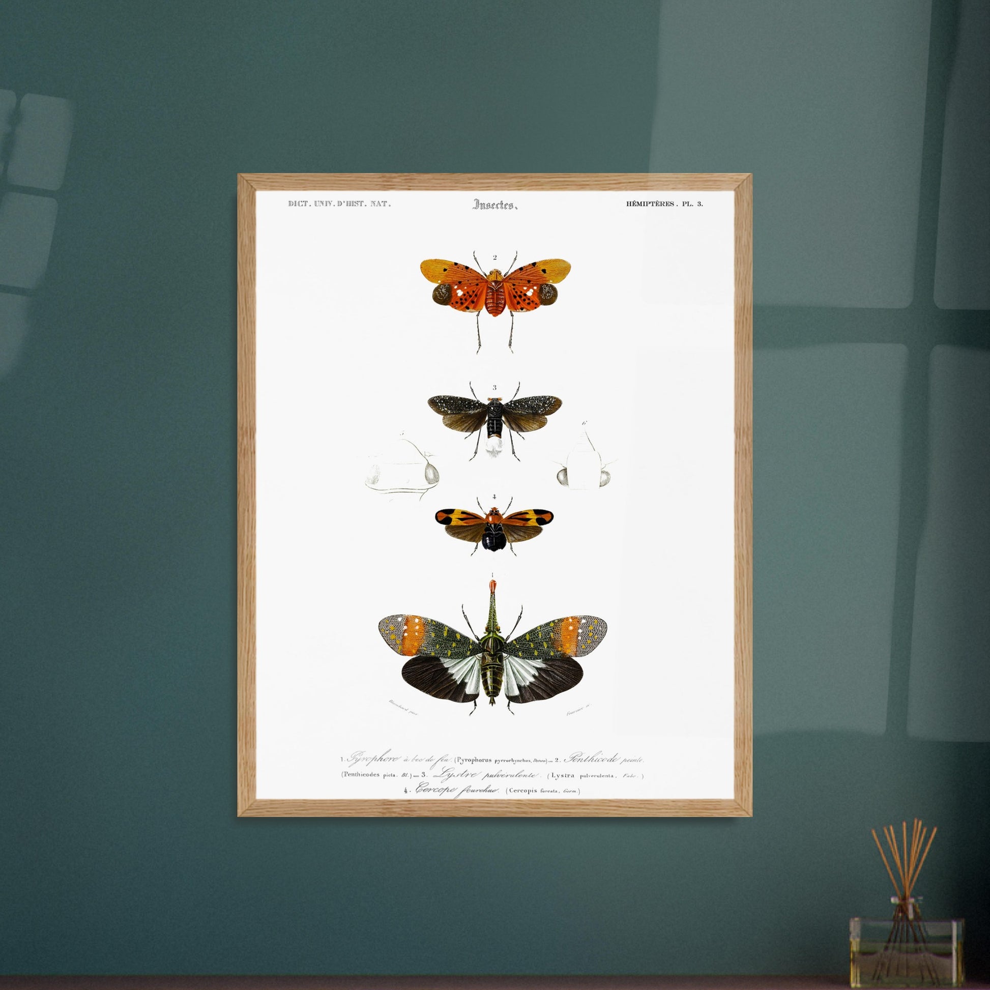 Planche ancienne d'insectes Hémiptères et Pyrophore - Charles d'Orbigny. Planche d'insectes du XIXe siècle illustrant quatre espèces d'hémipteres, dont un Pyrophore à bec de feu, avec des dessins détaillés de leurs formes et de leurs différentes parties. Image d'illustration 5
