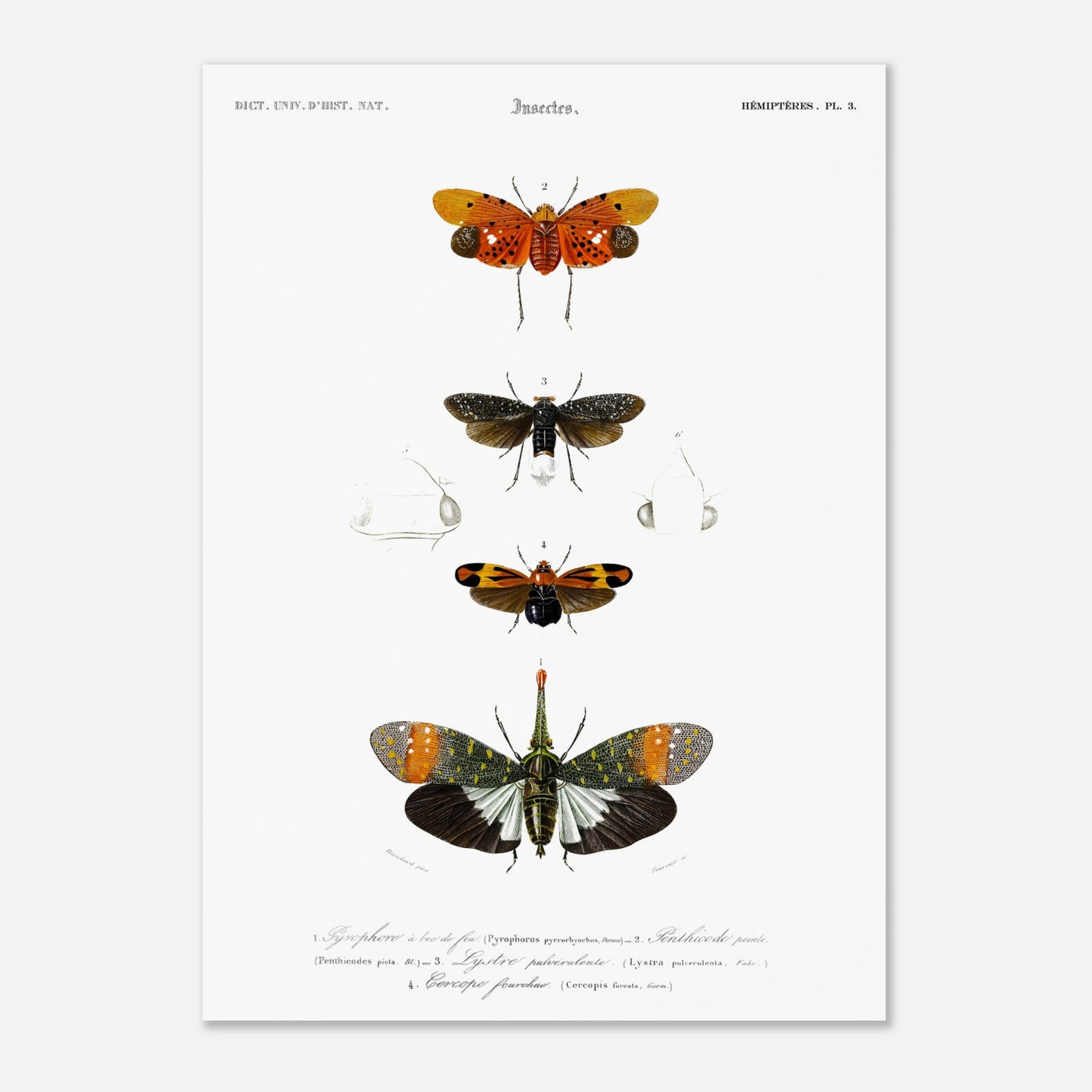 Planche ancienne d'insectes Hémiptères et Pyrophore - Charles d'Orbigny (50x70 cm). Planche d'insectes du XIXe siècle illustrant quatre espèces d'hémipteres, dont un Pyrophore à bec de feu, avec des dessins détaillés de leurs formes et de leurs différentes parties.