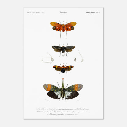 Planche ancienne d'insectes Hémiptères et Pyrophore - Charles d'Orbigny (50x70 cm). Planche d'insectes du XIXe siècle illustrant quatre espèces d'hémipteres, dont un Pyrophore à bec de feu, avec des dessins détaillés de leurs formes et de leurs différentes parties.
