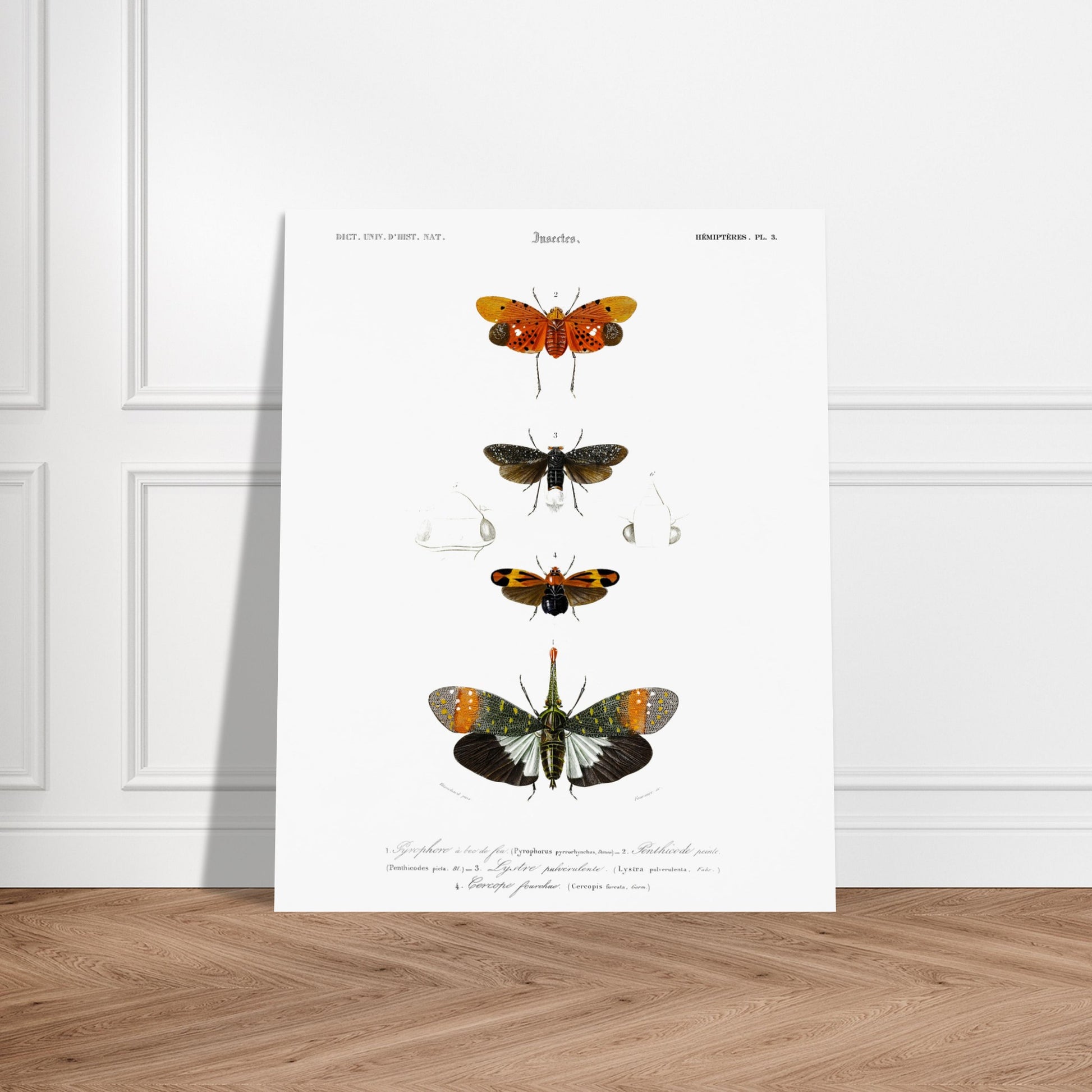 Planche ancienne d'insectes Hémiptères et Pyrophore - Charles d'Orbigny. Planche d'insectes du XIXe siècle illustrant quatre espèces d'hémipteres, dont un Pyrophore à bec de feu, avec des dessins détaillés de leurs formes et de leurs différentes parties. Image d'illustration 6